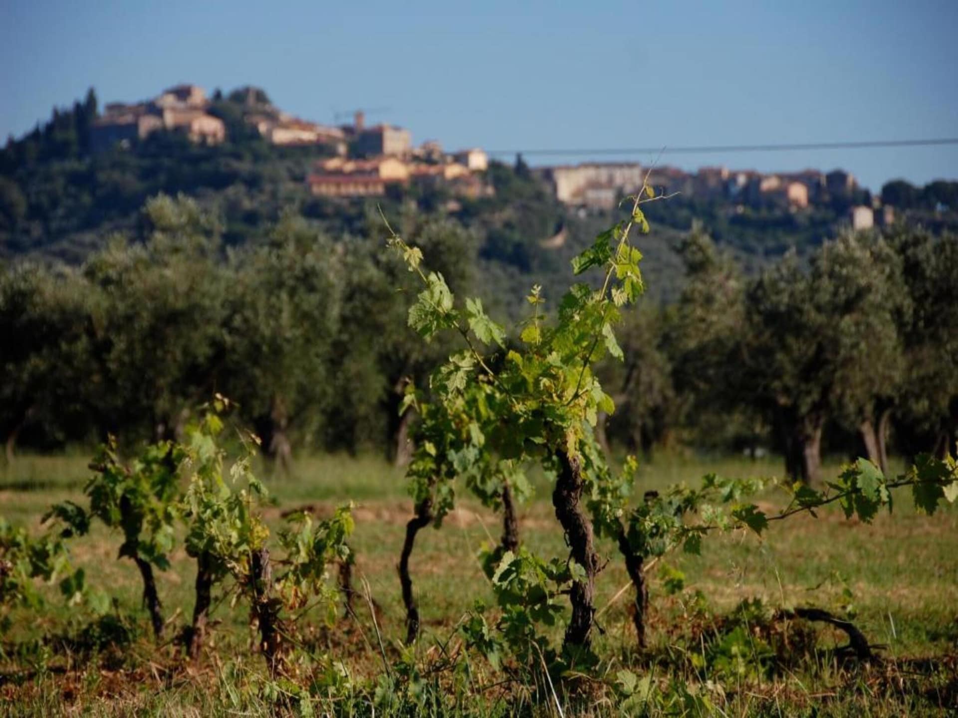 Centraal gelegen vakantiehuis in Castagneto Carducci nabij strand - foto 30