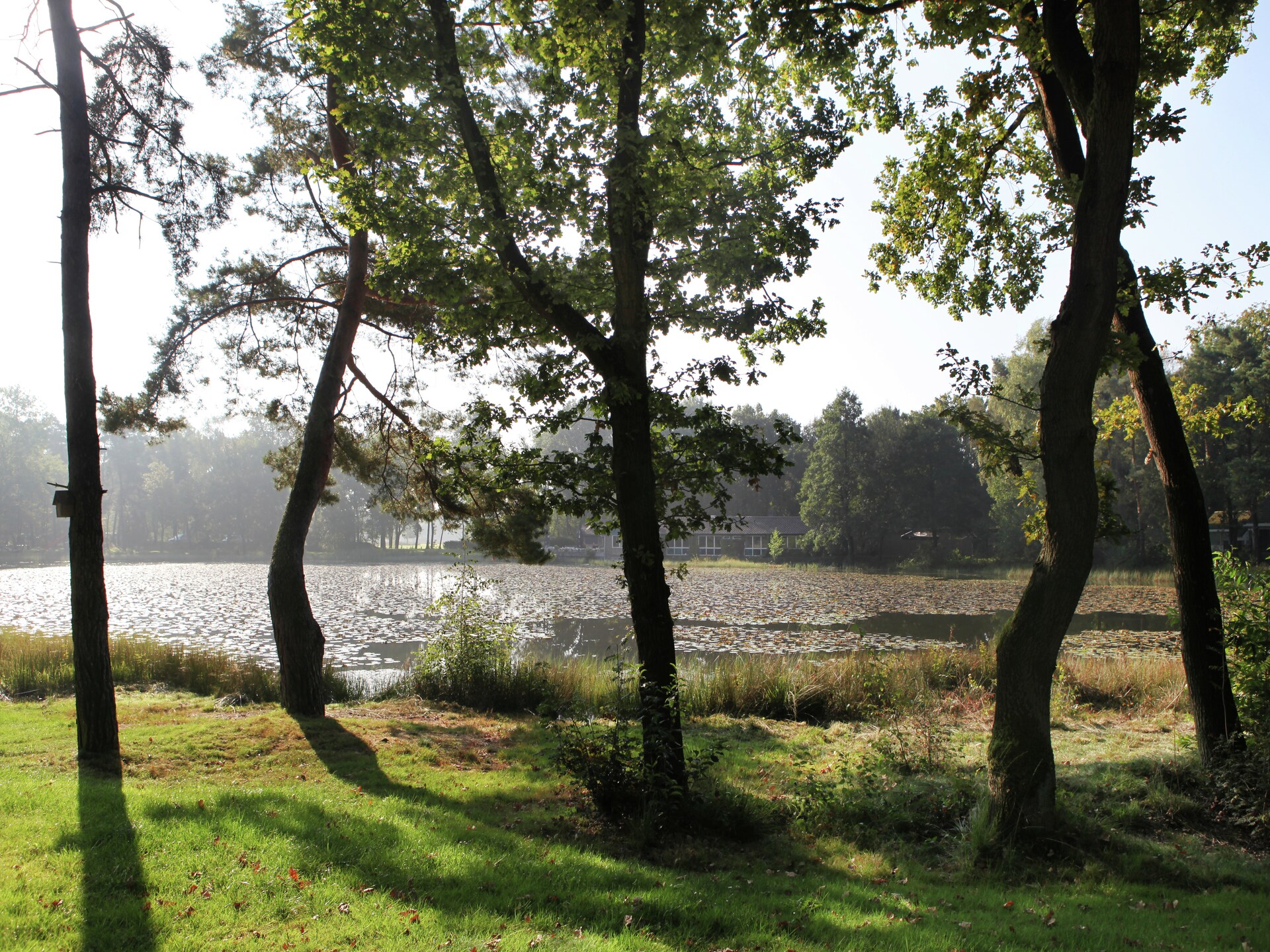 Knusse bosbungalow voor 3 personen in hartje natuurgebied Stramproy - foto 25