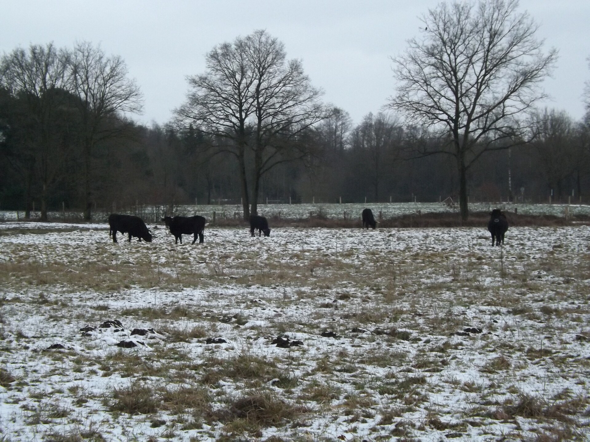 Knusse bosbungalow voor 3 personen in hartje natuurgebied Stramproy - foto 32