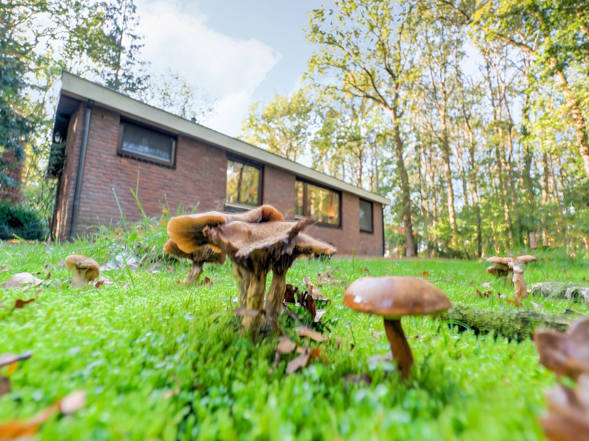 The Forest Cottage: sfeervol boshuisje aan Drents-Friese Wold - foto 30