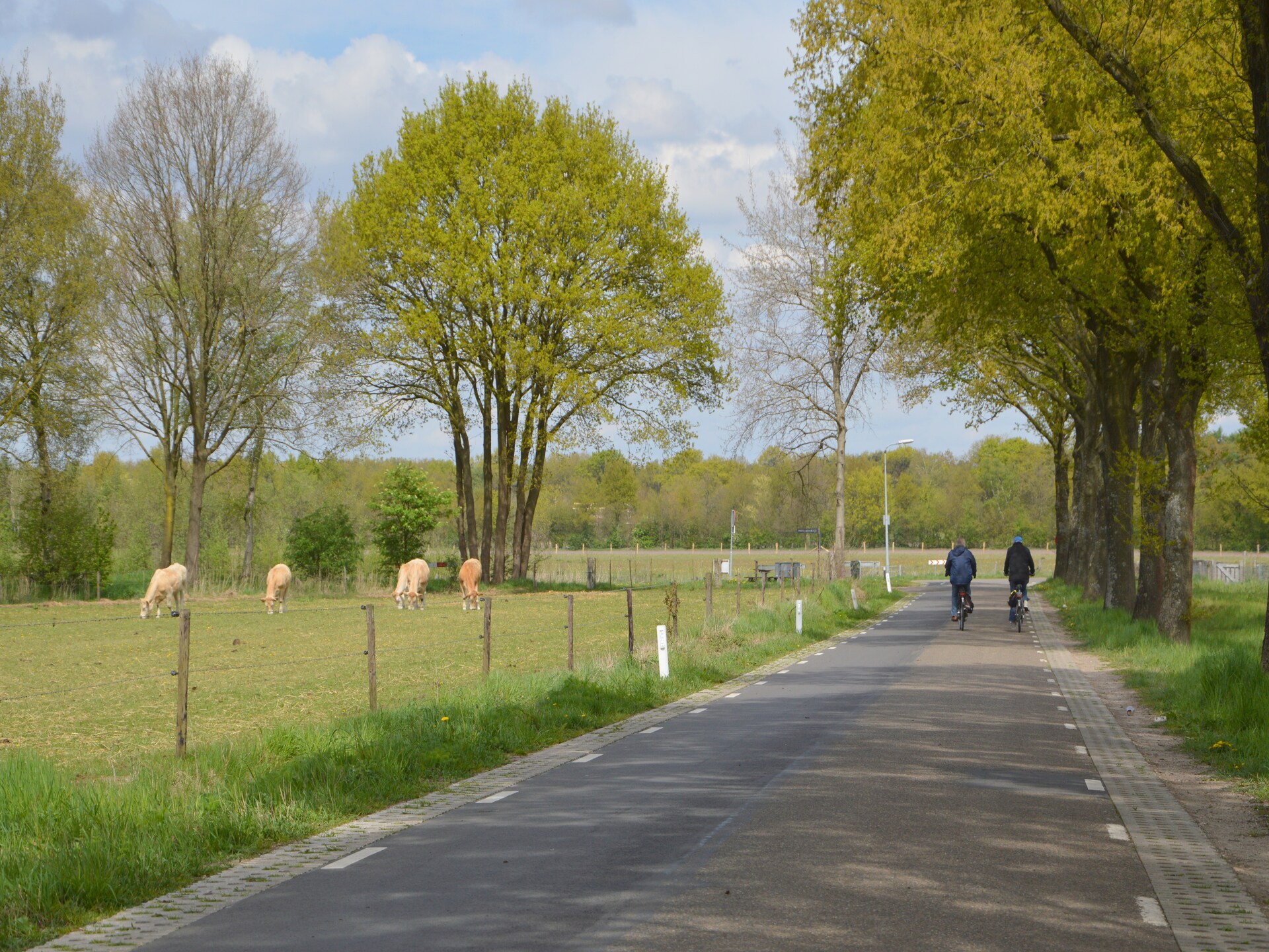 Vrijstaande boshut in Stramproy: natuur, rust en honden welkom - foto 38