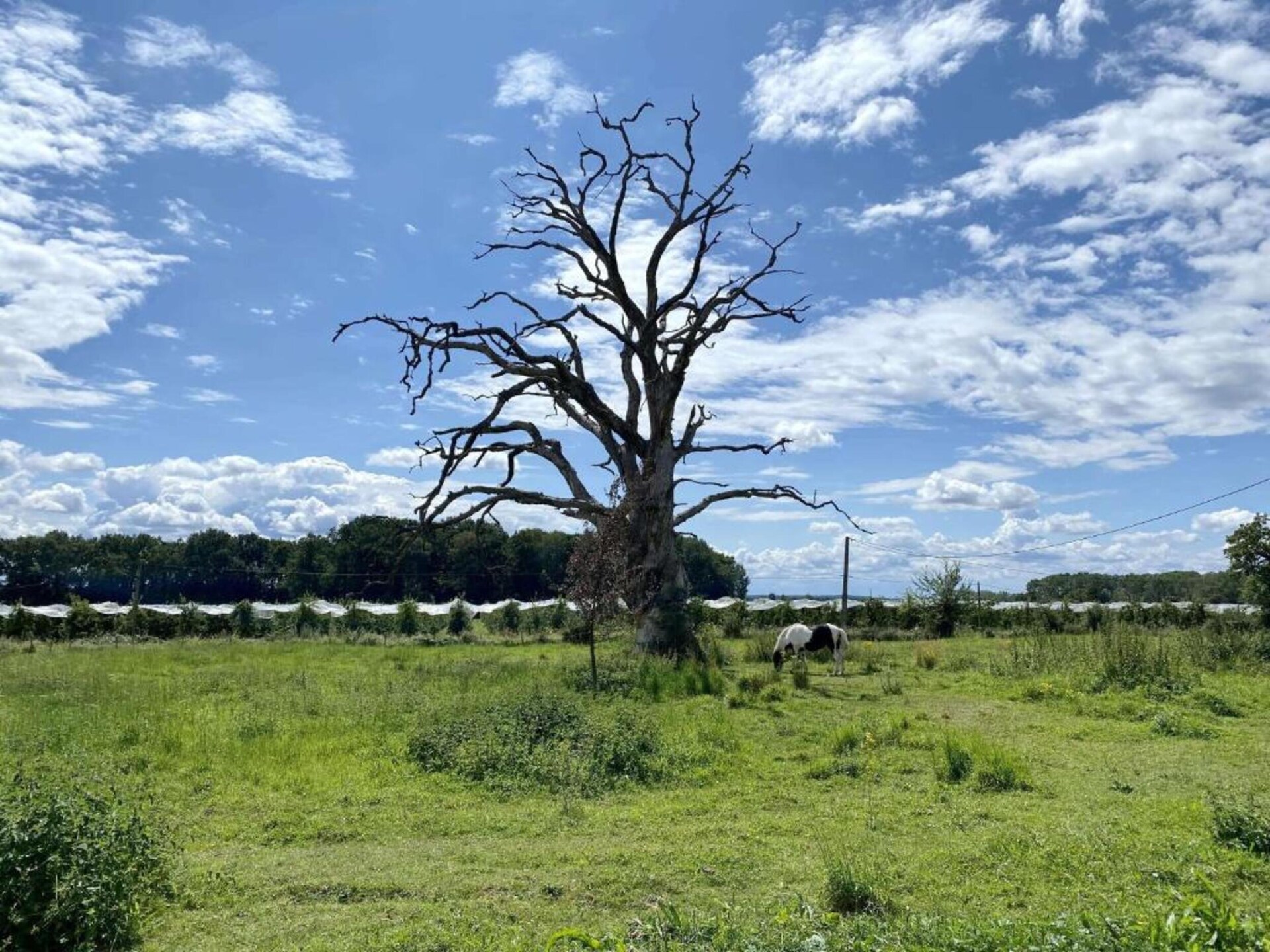 Romantisch vakantiehuis aan de Loire met zwembad, nabij Brion - foto 33