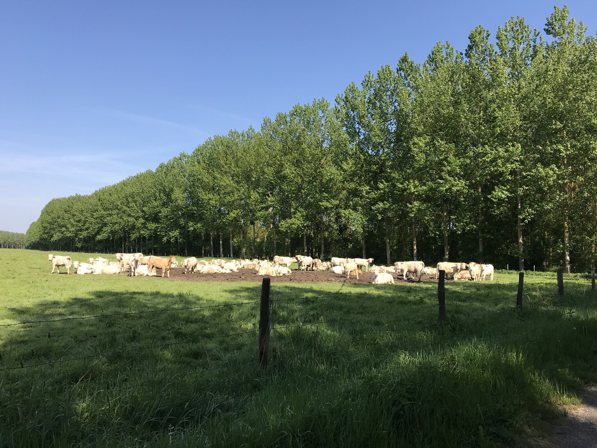Rustiek vakantiehuis aan de Vienne bij Chinon met omheinde tuin - foto 37