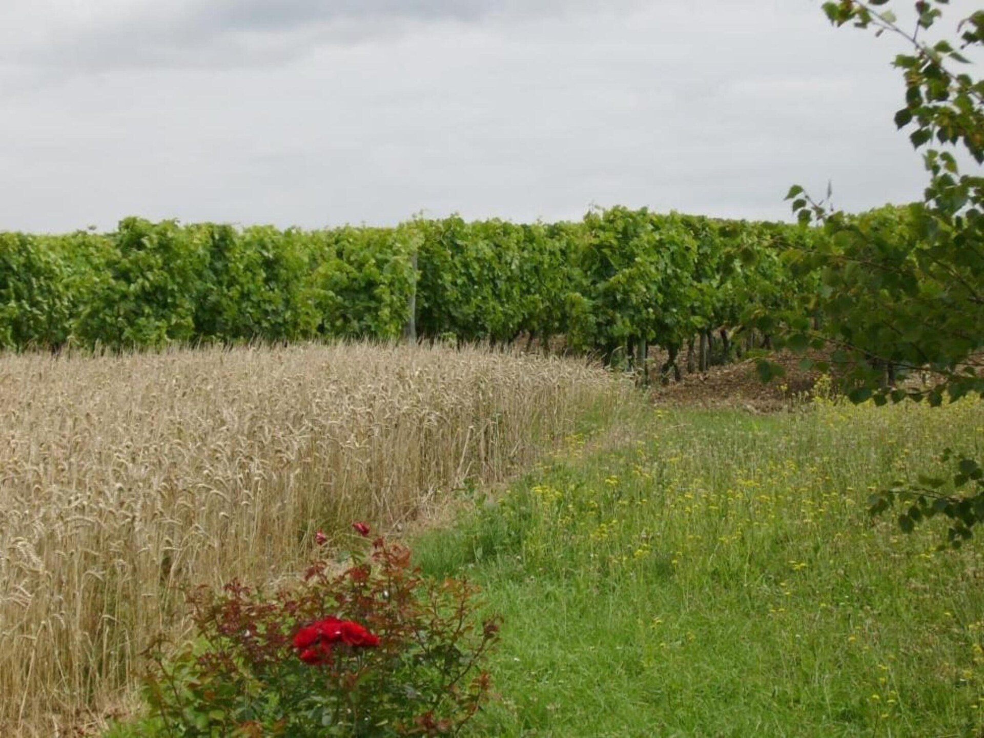 Ruime villa met privézwembad en jeu de boulesbaan in Sérilhac - foto 34