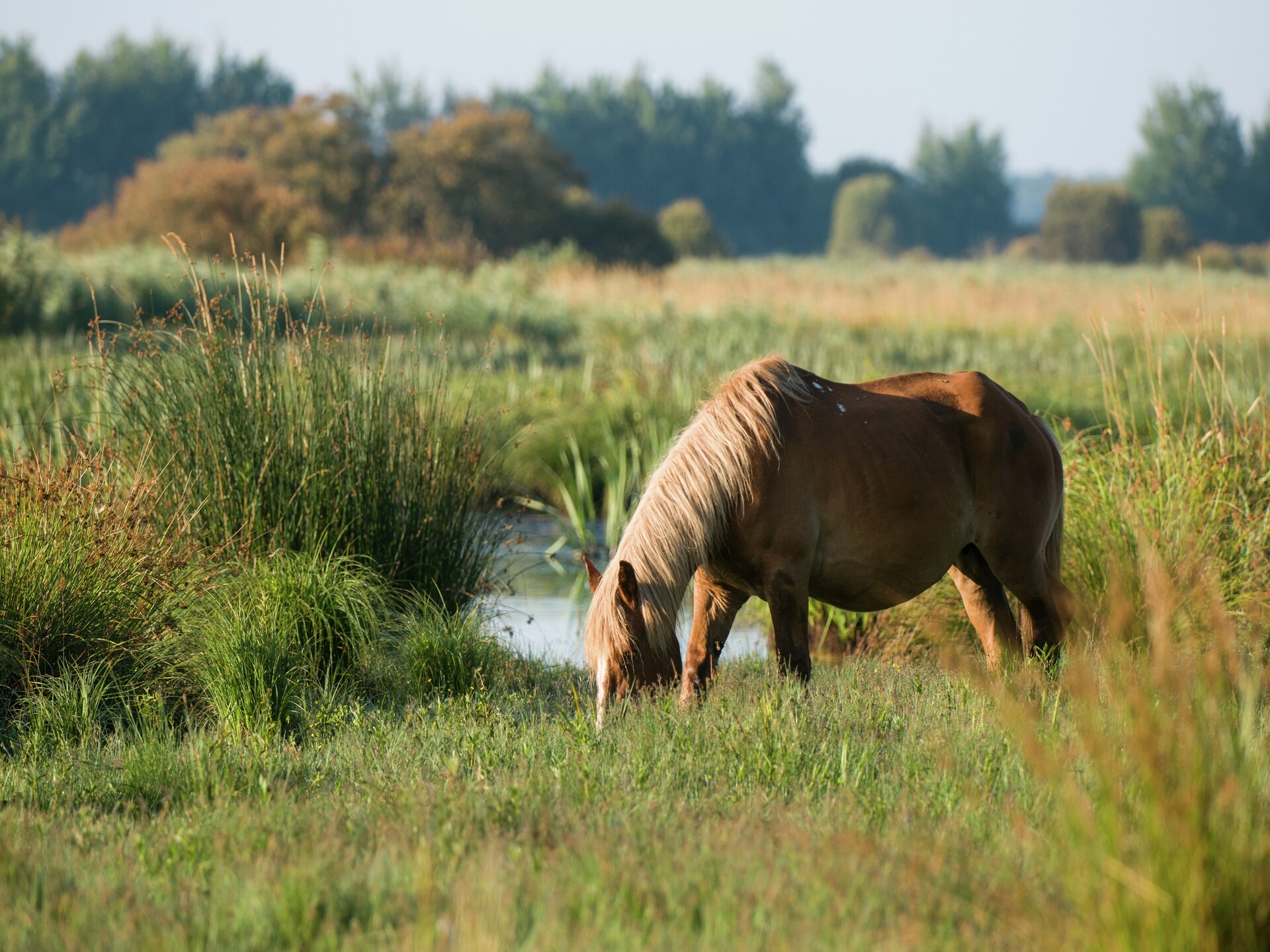 Vrijstaand vakantiehuis op 300m van strand La Mine d'Or in Pénestin - foto 25