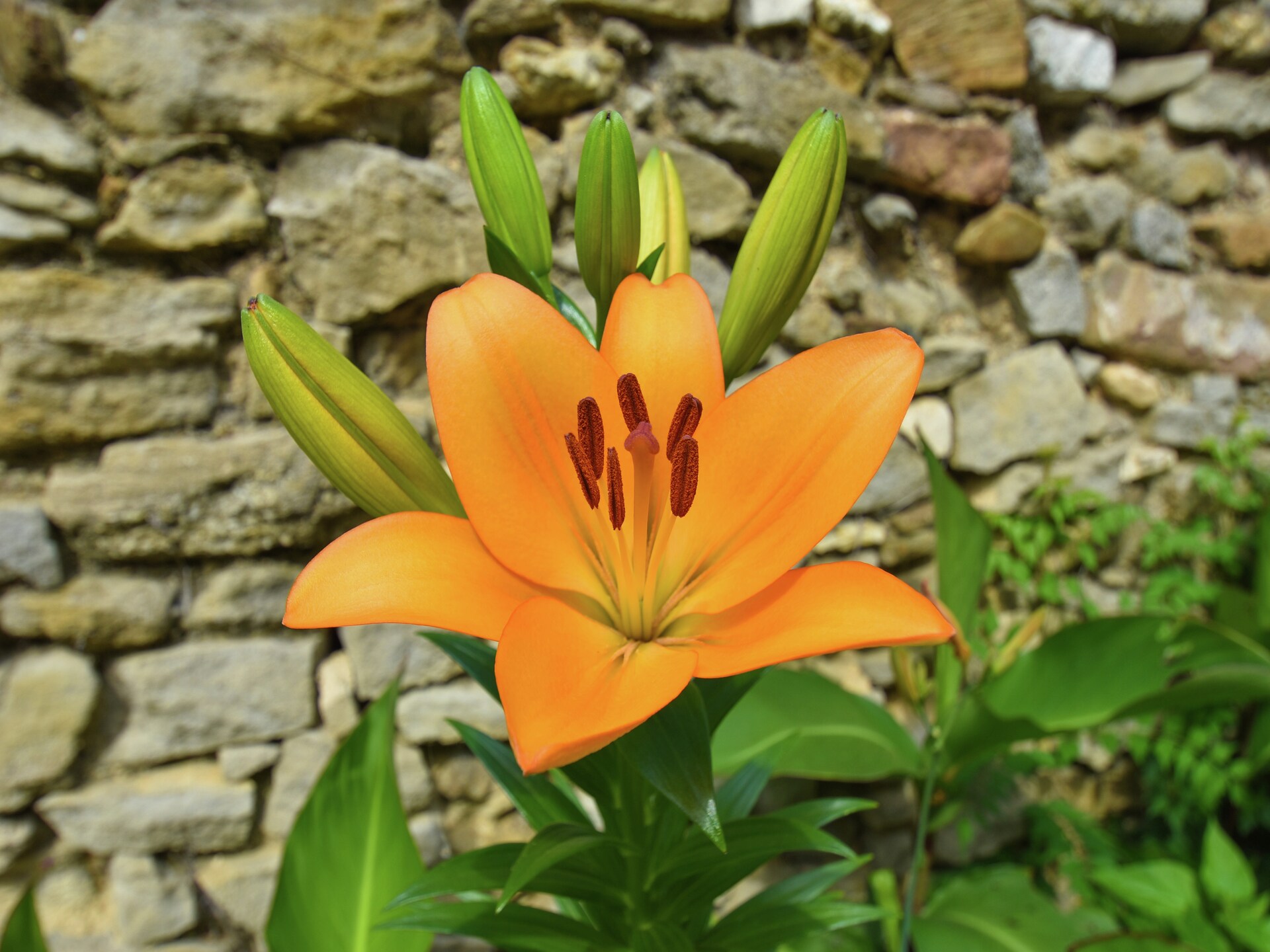 Authentiek vakantiehuis met zwembad en tuin in Félines-Minervois - foto 40