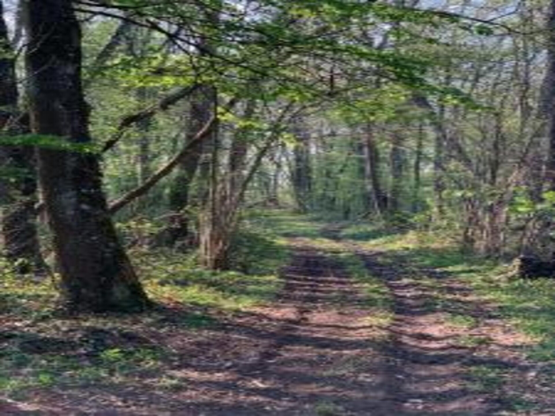 Vrijstaand vakantiehuis nabij het bos van Orléans met privétuin - foto 24