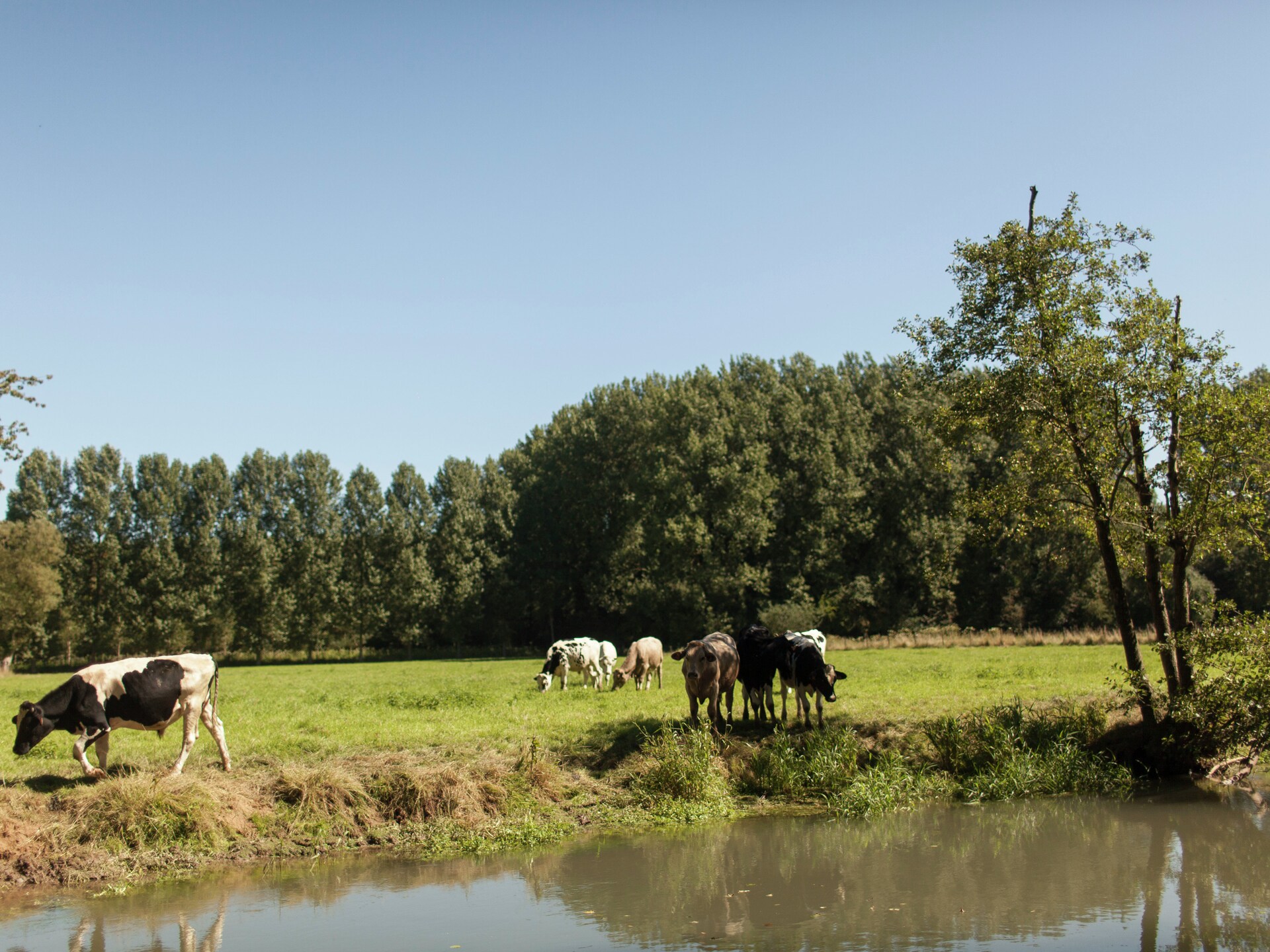 Vrijstaand vakantiehuis aan de rivier met enorme tuin in Le Ponchel - foto 23