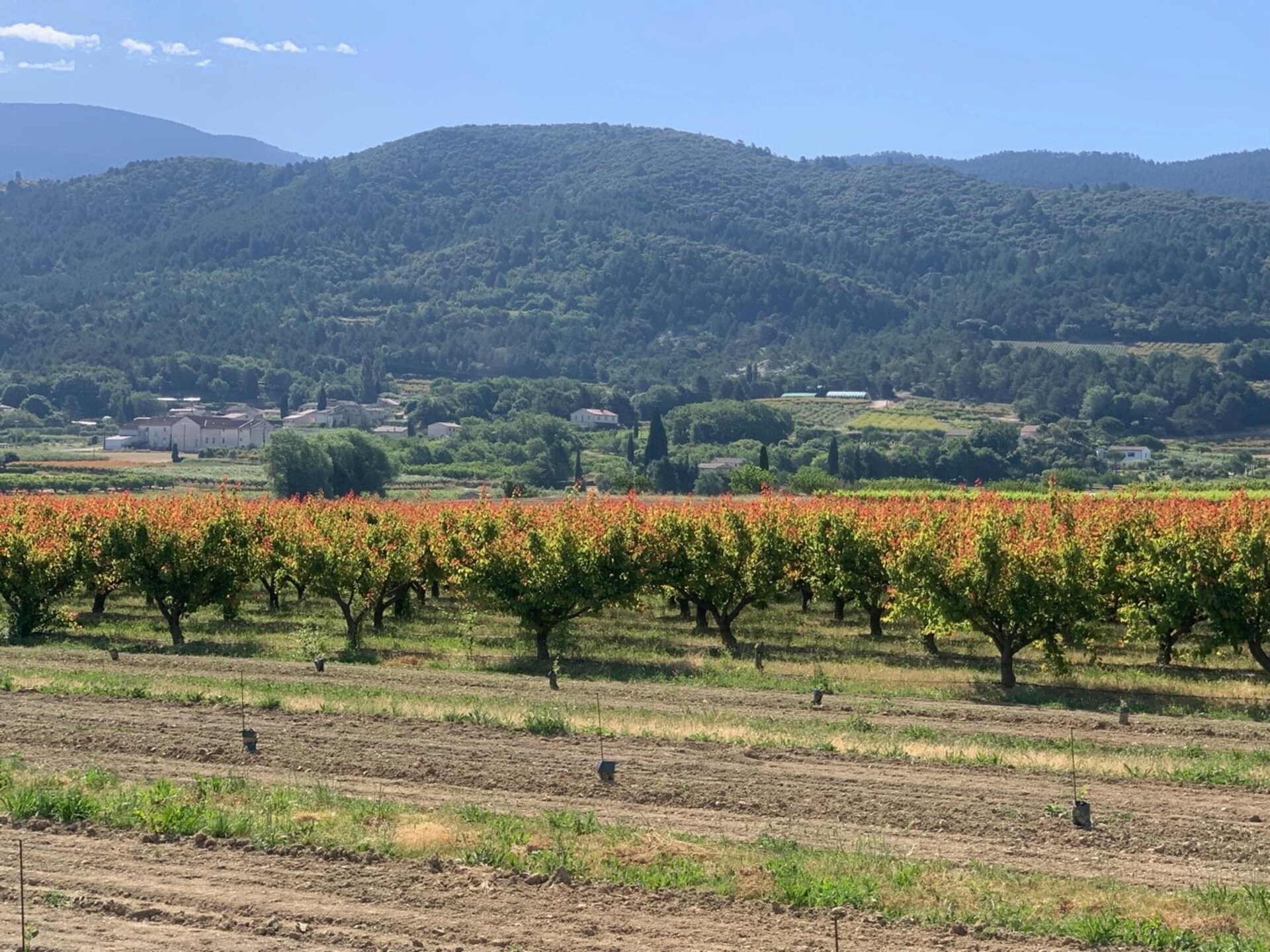 Villa Provatoux: verwarmd zwembad aan de voet van de Mont Ventoux - foto 28