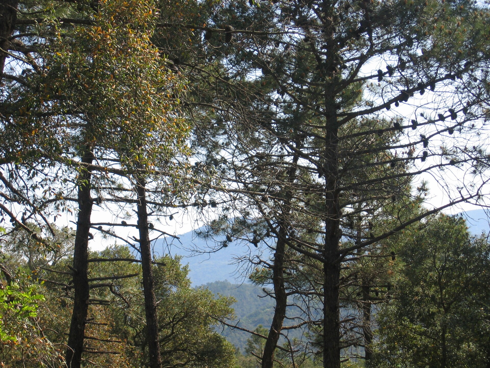 Vrijstaand vakantiehuis Le Capitou: rust in het groen van Fréjus, Côte d'Azur - foto 20