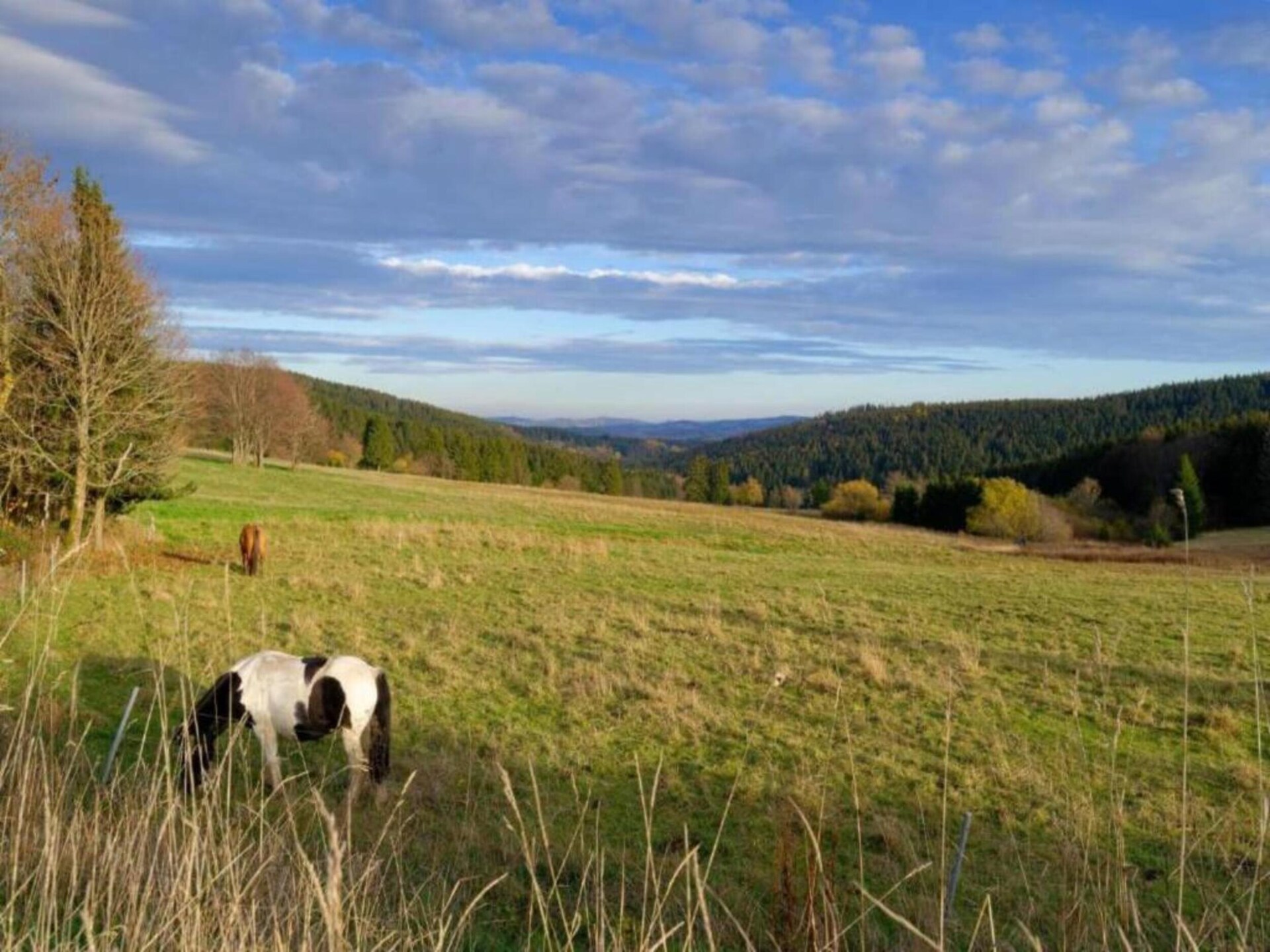 Vrijstaand boshuis in Altenfeld met tuin, vlakbij skilift en Rennsteig - foto 19