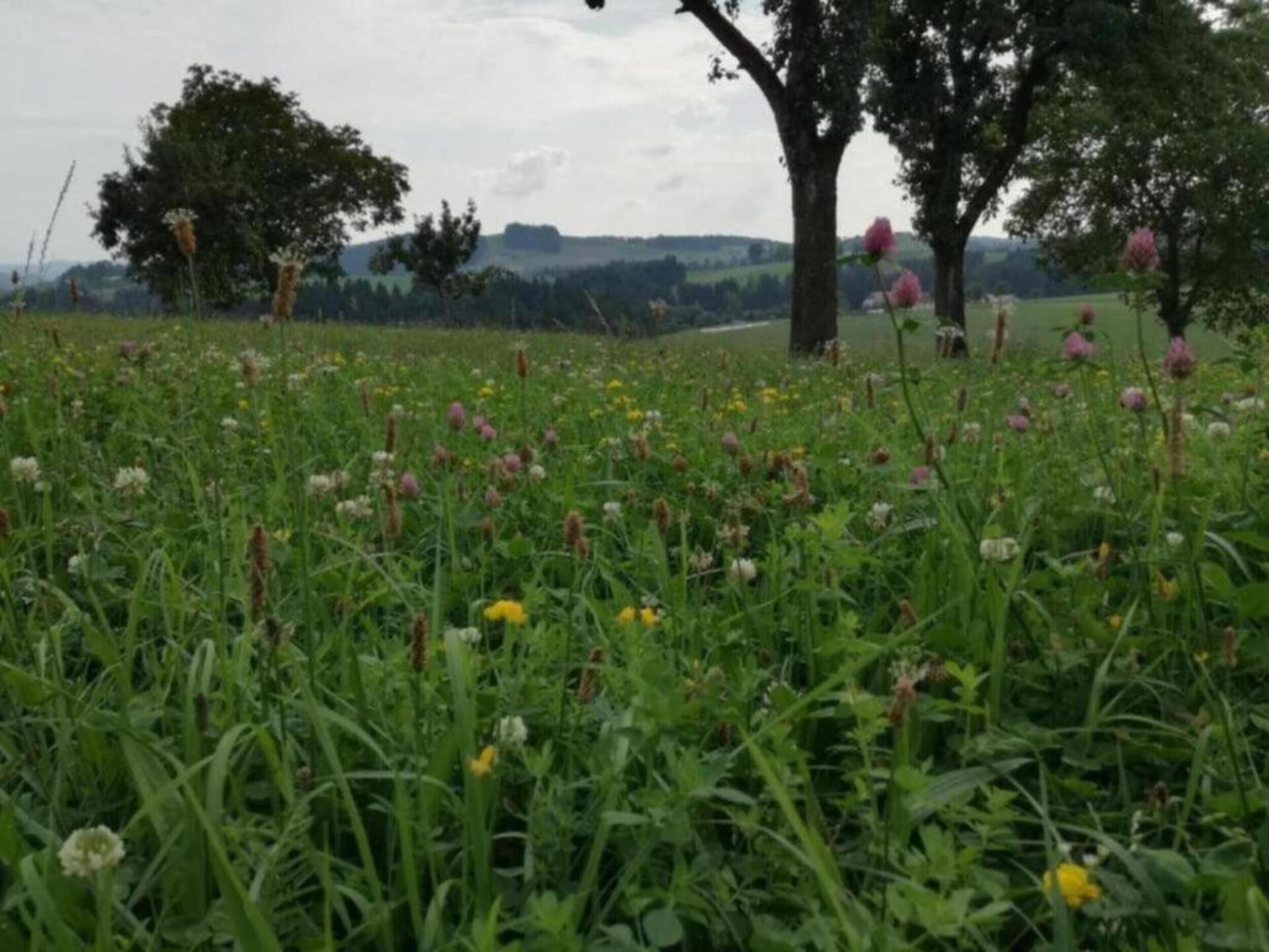 Vrijstaand boshuis in Altenfeld met tuin, vlakbij skilift en Rennsteig - foto 21