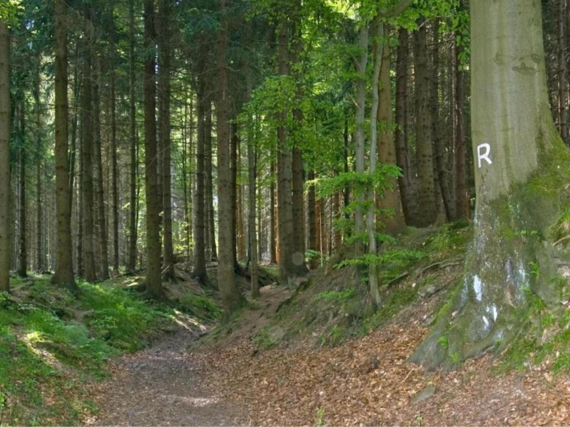 Vrijstaand boshuis in Altenfeld met tuin, vlakbij skilift en Rennsteig - foto 18
