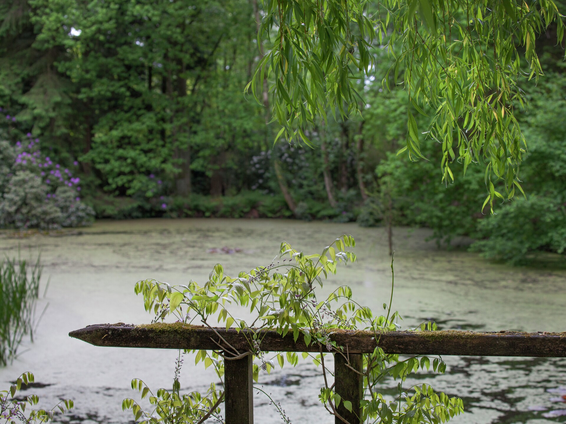 Boschalet aan het water met eigen visstek in Opglabbeek - foto 23