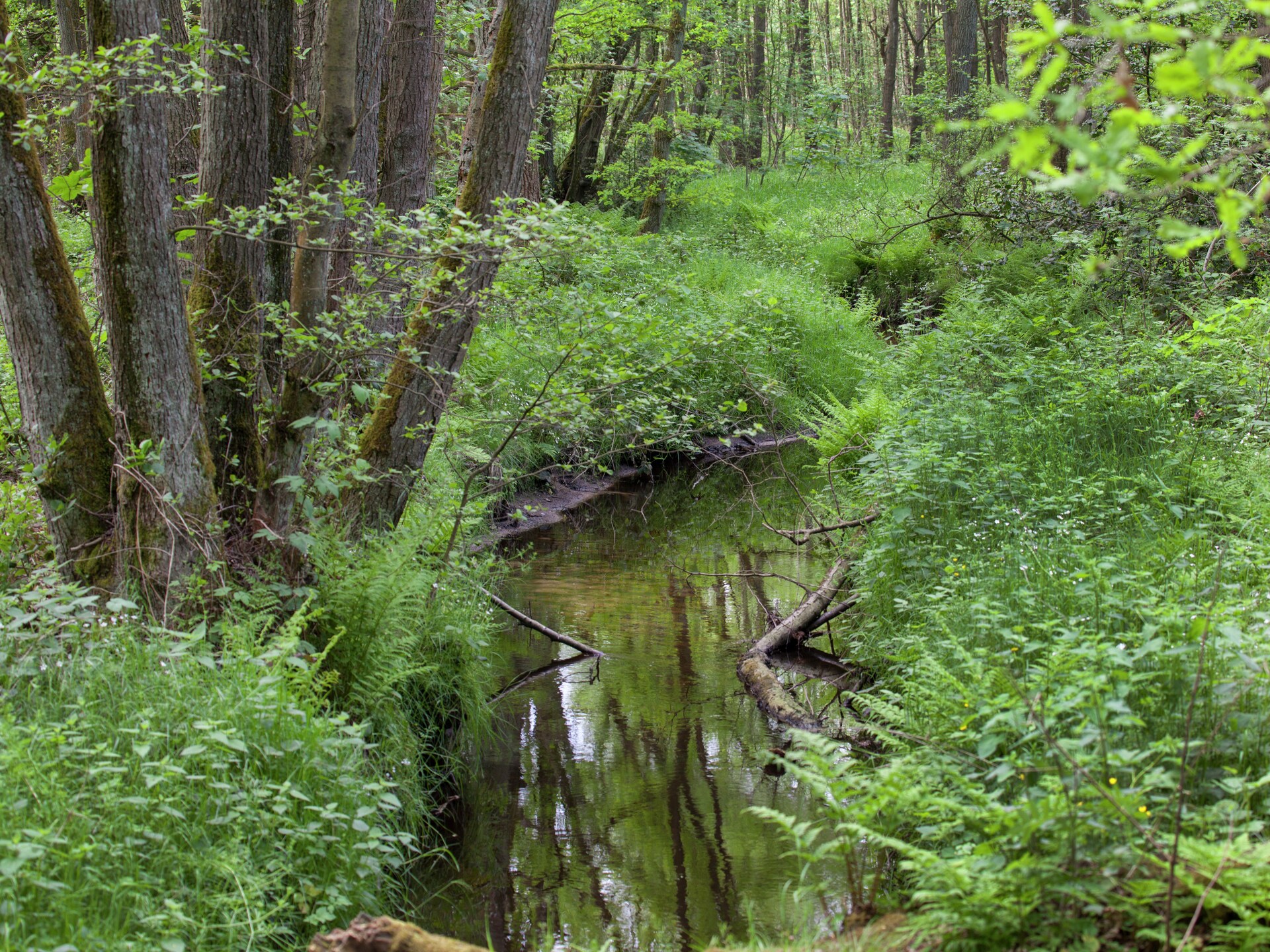 Boschalet aan het water met eigen visstek in Opglabbeek - foto 30