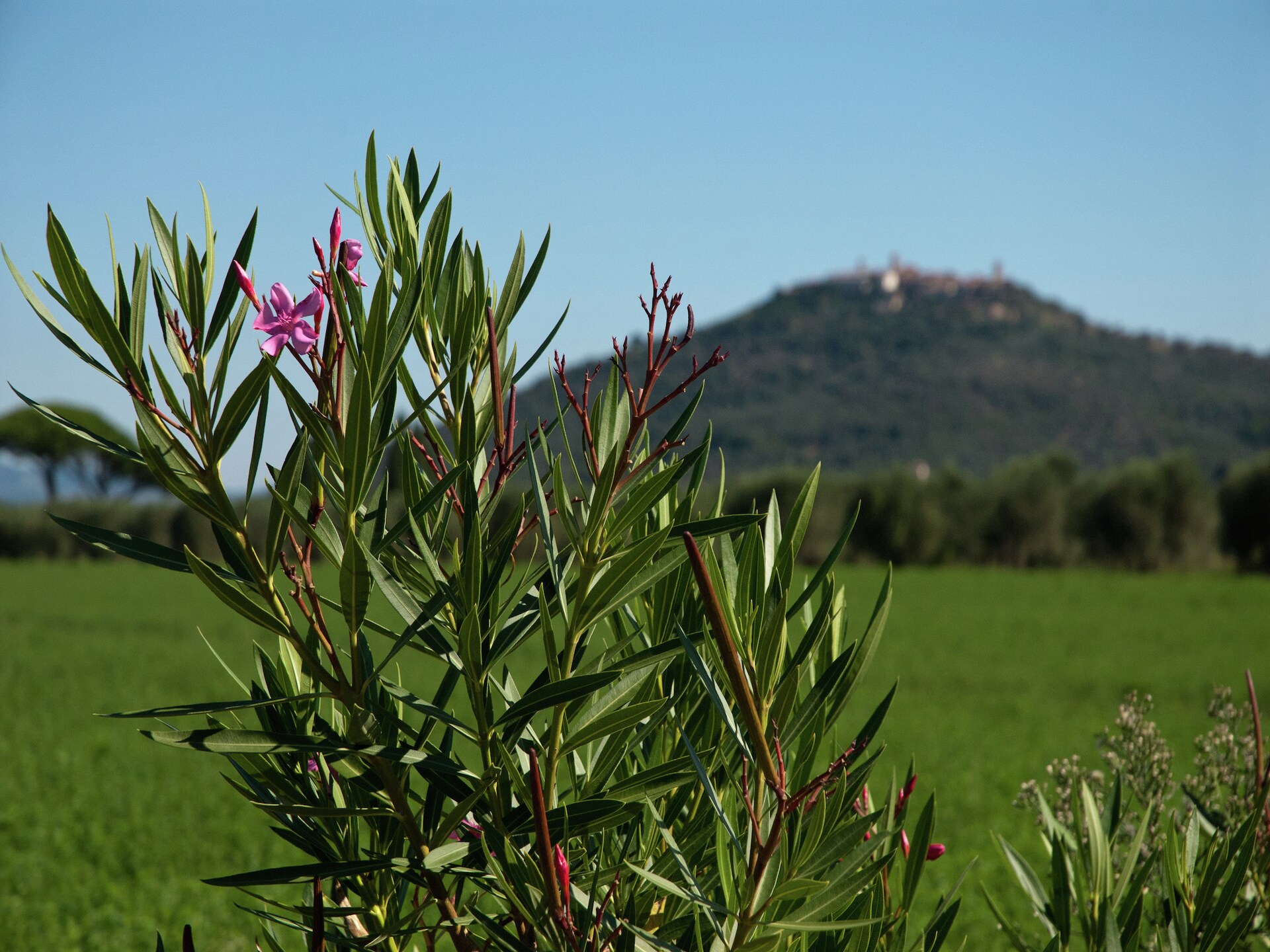 Zonnig vakantiehuis nabij Toscaanse kust met zwembad en wellness - foto 35