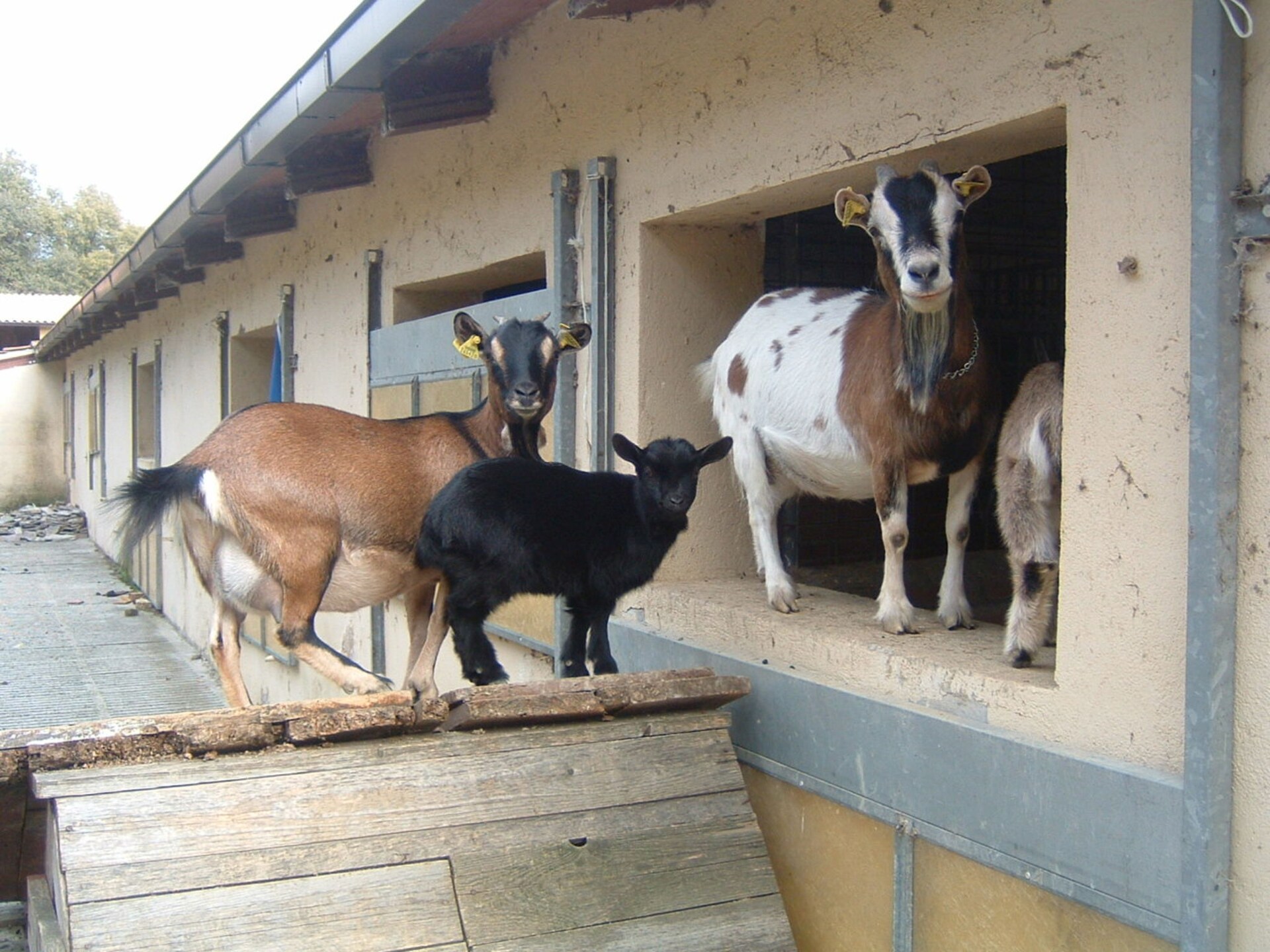Knusse boerderij met gedeeld zwembad en tuin in Monte Santa Maria Tiberina - foto 35
