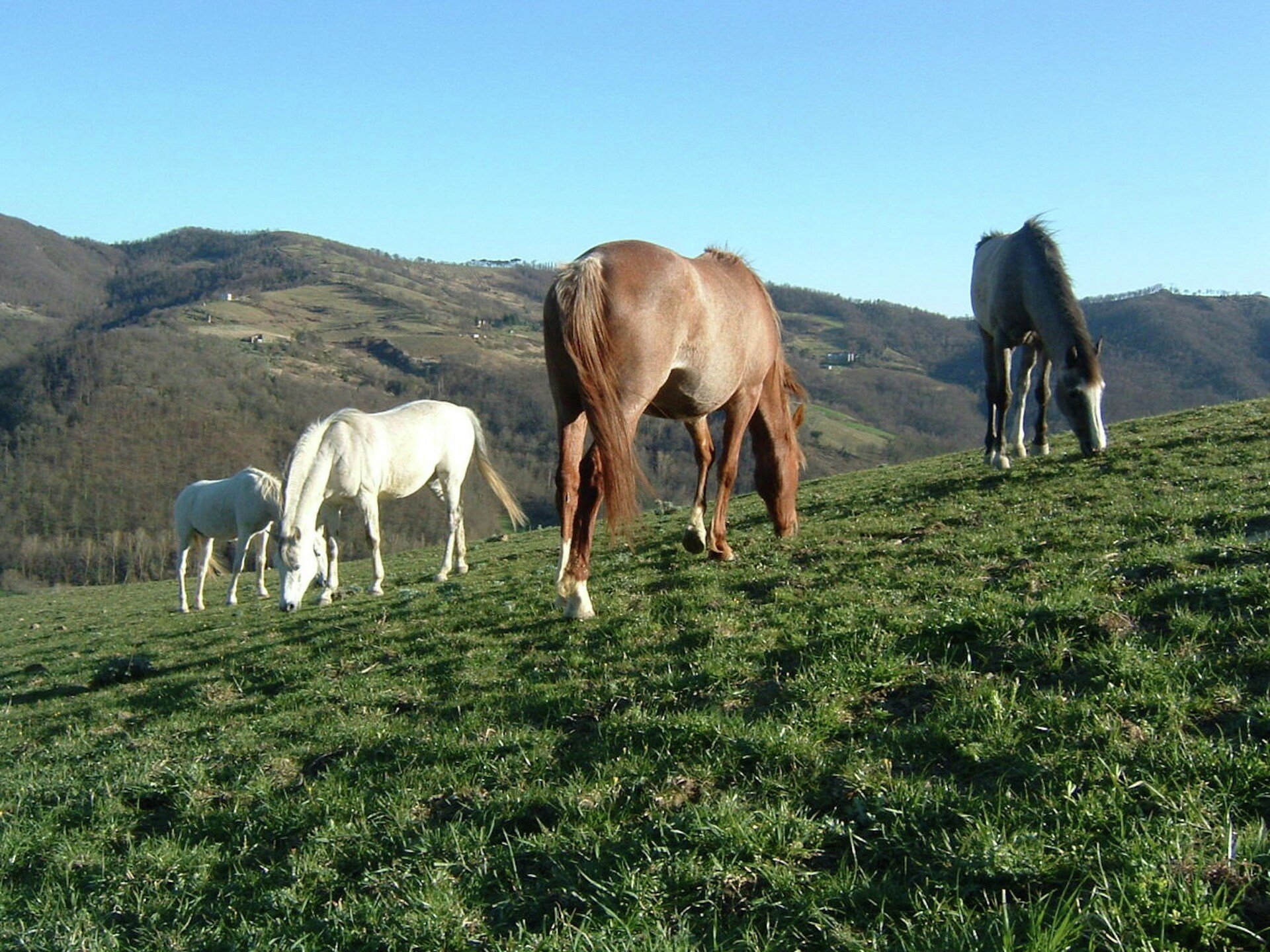 Knusse boerderij voor 2 met zwembad en tuin bij Monte Santa Maria Tiberina - foto 25