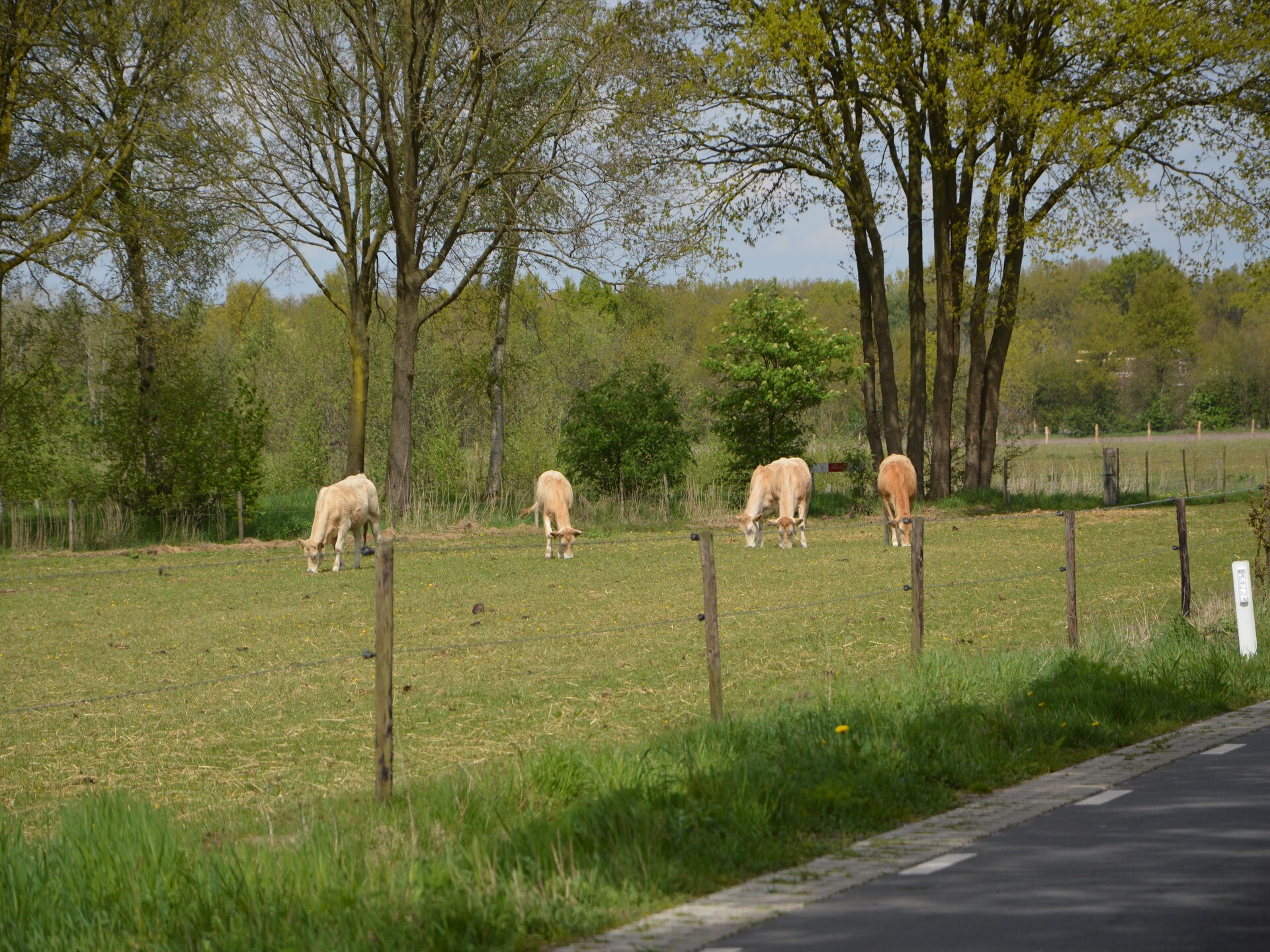 Anjer Bungalow 61: Gezellig vakantiehuis in het bos voor 6 personen - foto 38