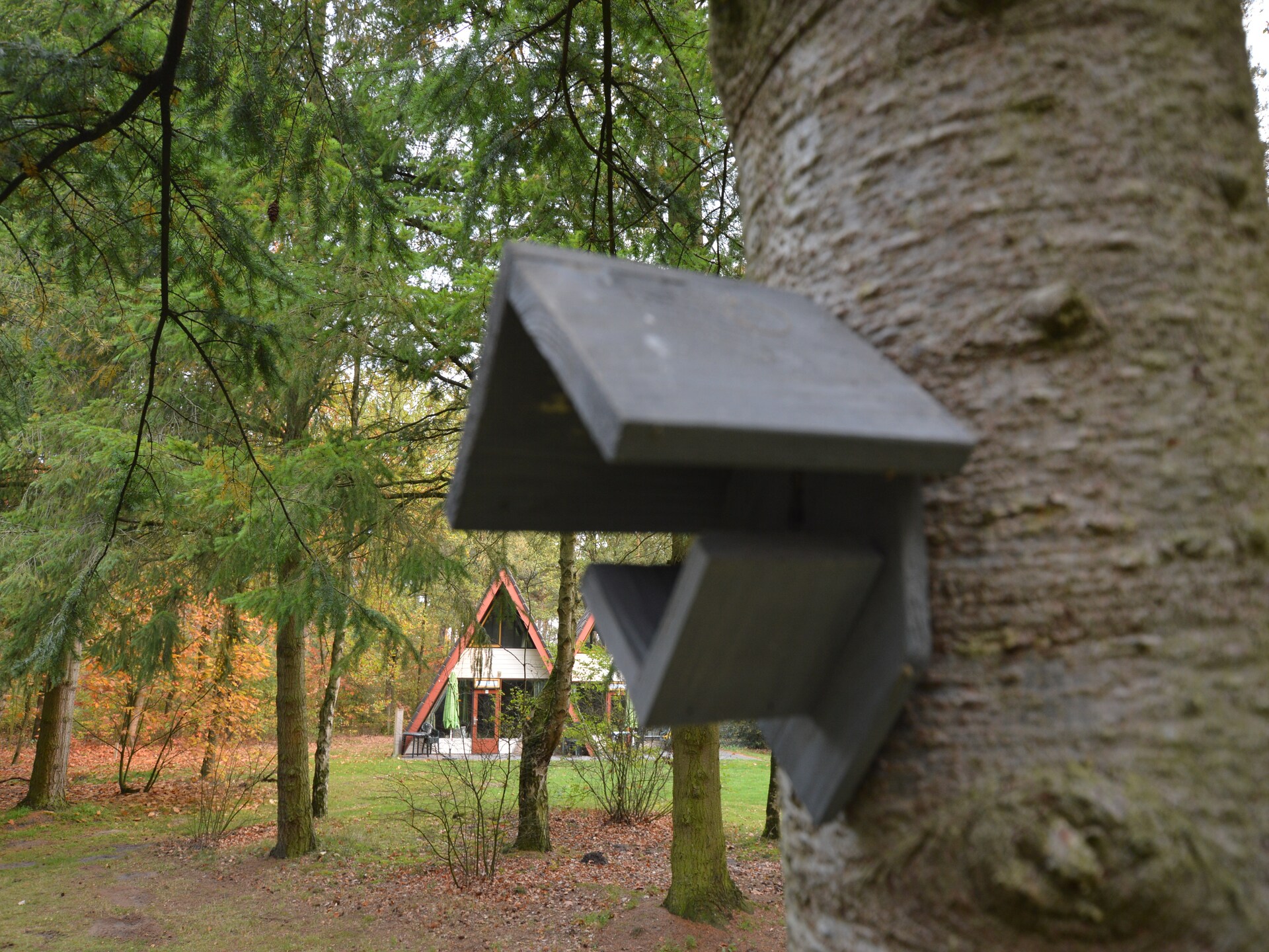 Anjer Bungalow 61: Gezellig vakantiehuis in het bos voor 6 personen - foto 25