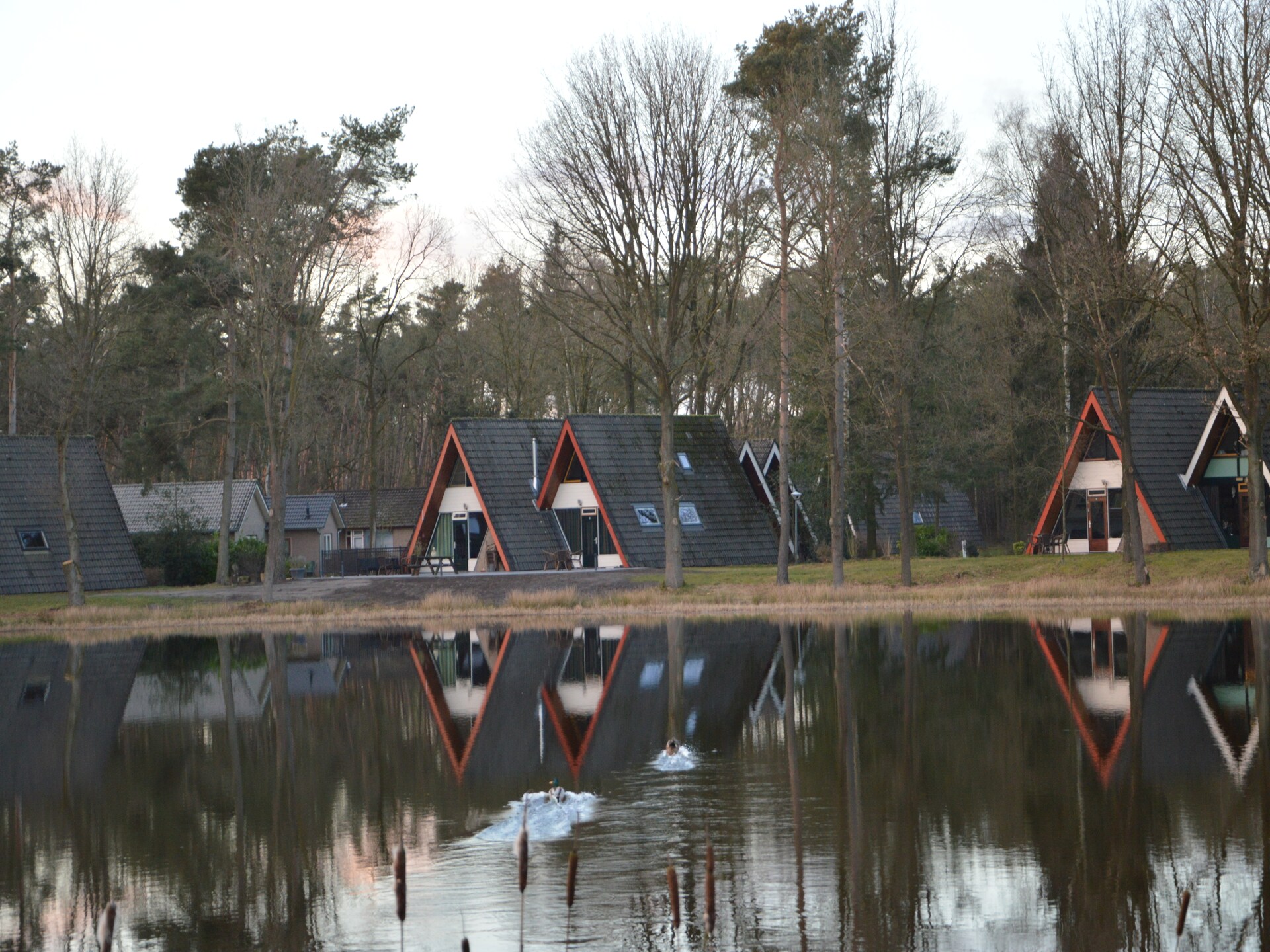 Sfeervol vrijstaand huis voor 12 personen op bosrijk park in Noord-Limburg - foto 28