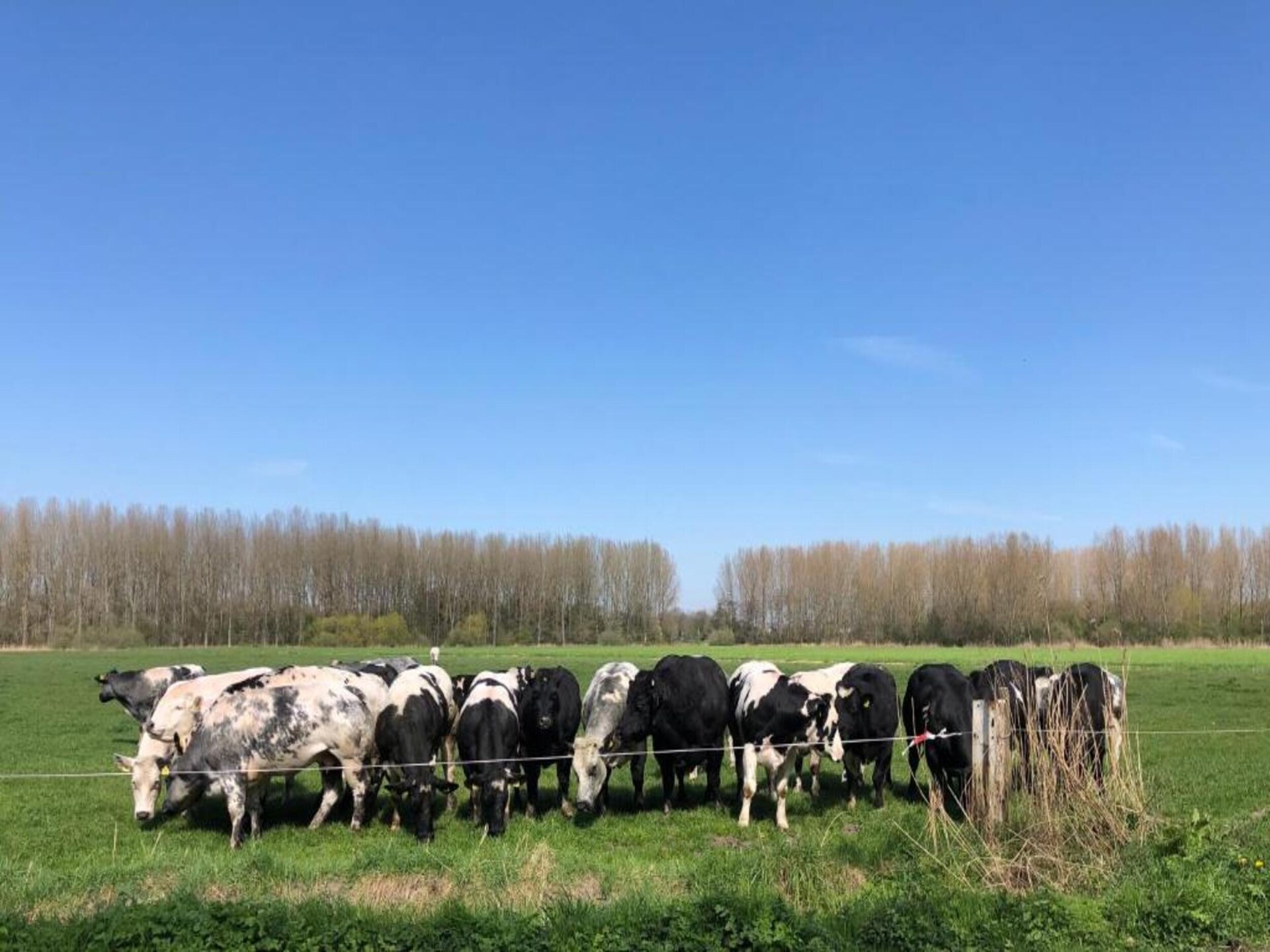 Vrijstaand vakantiehuis Houck in bosrijke omgeving met uitzicht over weilanden - foto 32