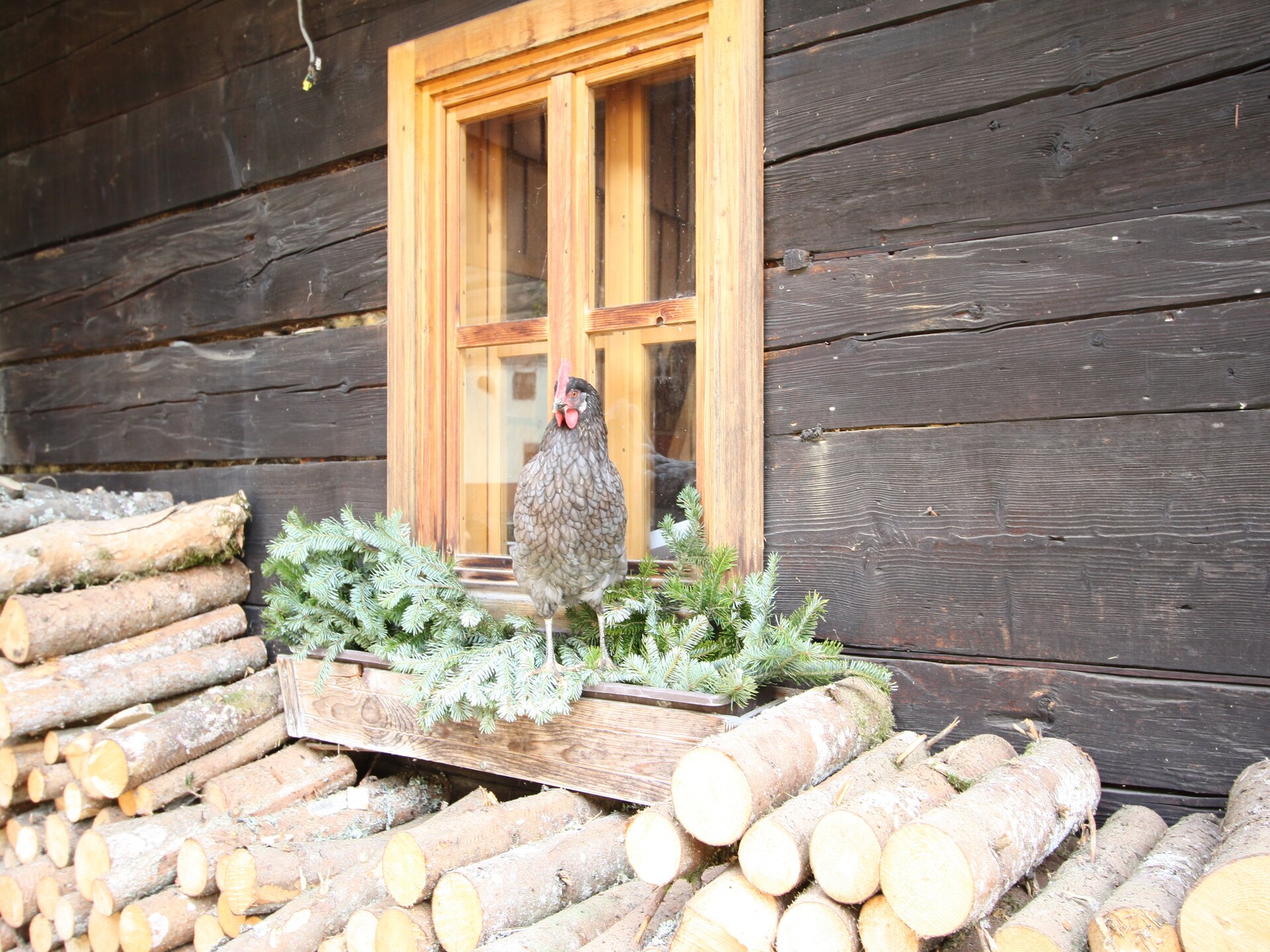 Authentiek landhuis in Eben im Pongau, direct aan bos en piste - foto 24