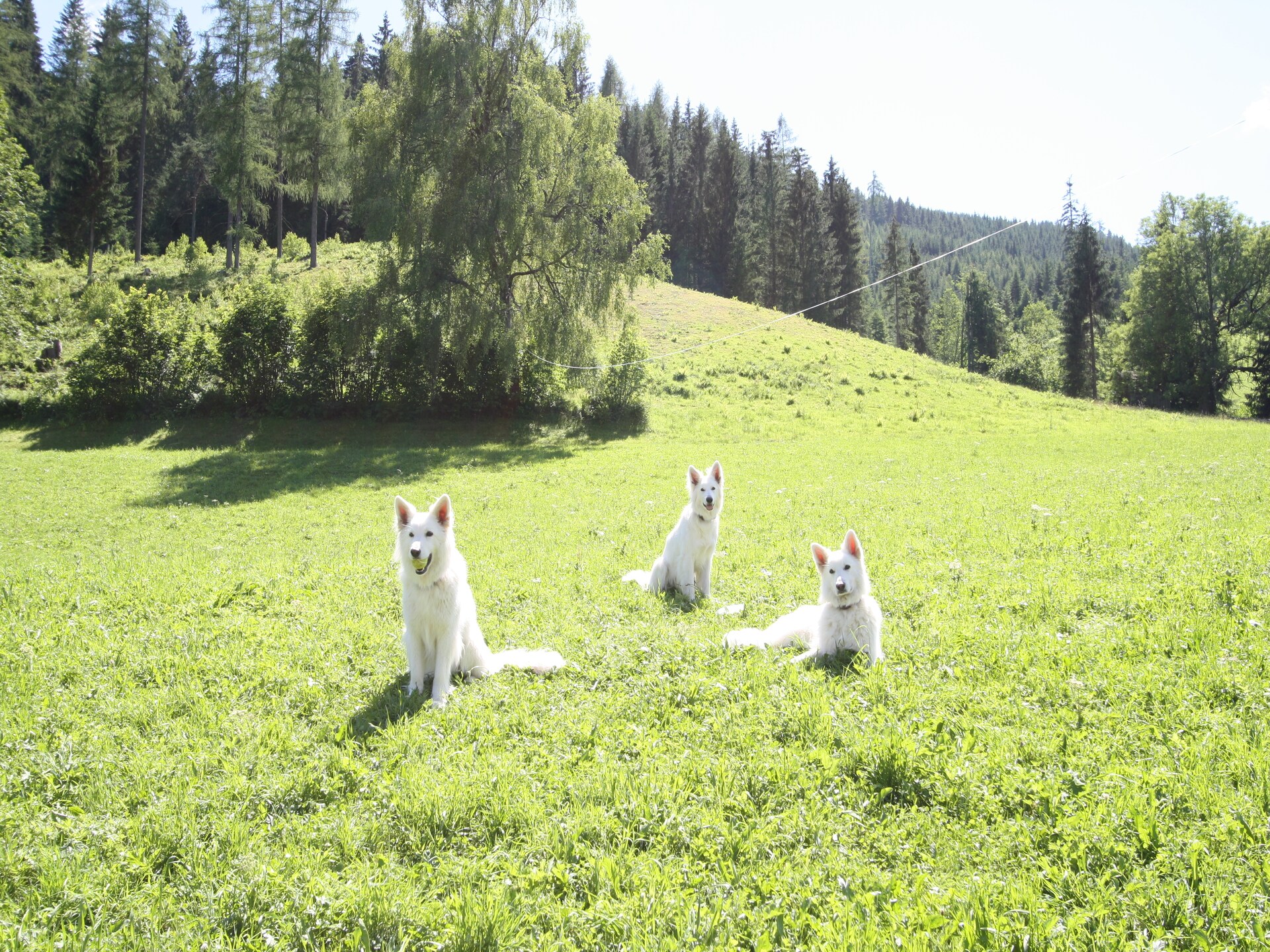 Authentiek landhuis in Eben im Pongau, direct aan bos en piste - foto 16