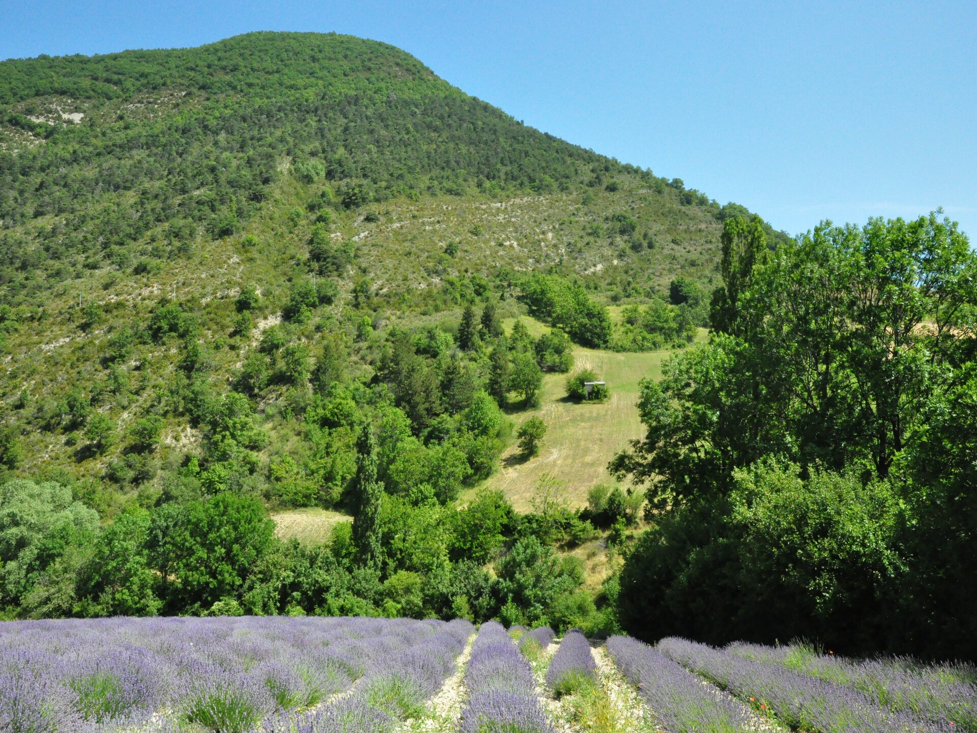 Ruime villa met privézwembad aan de voet van de Mont Ventoux - foto 23