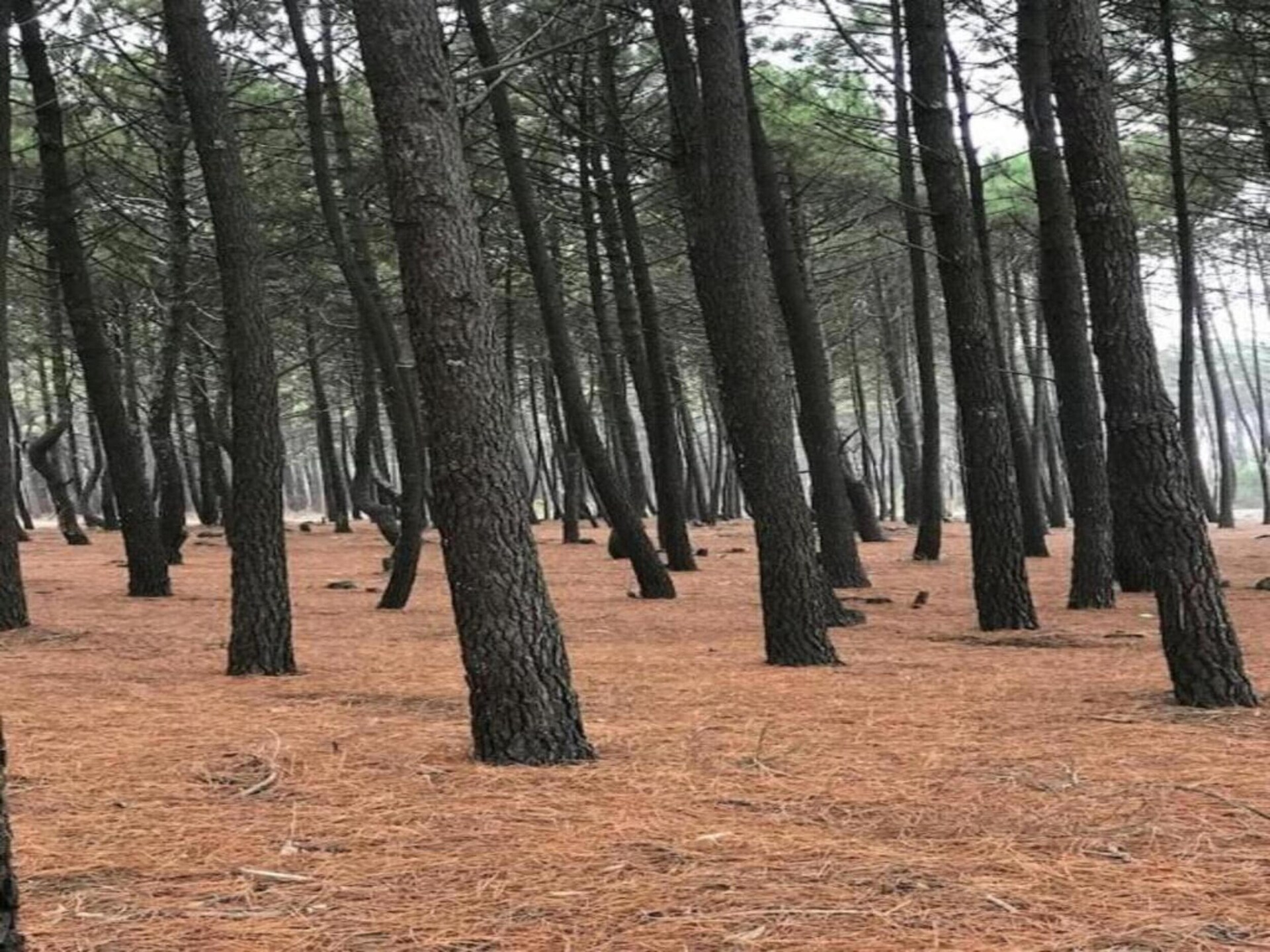 Ruime villa met privézwembad aan de voet van de Mont Ventoux - foto 37