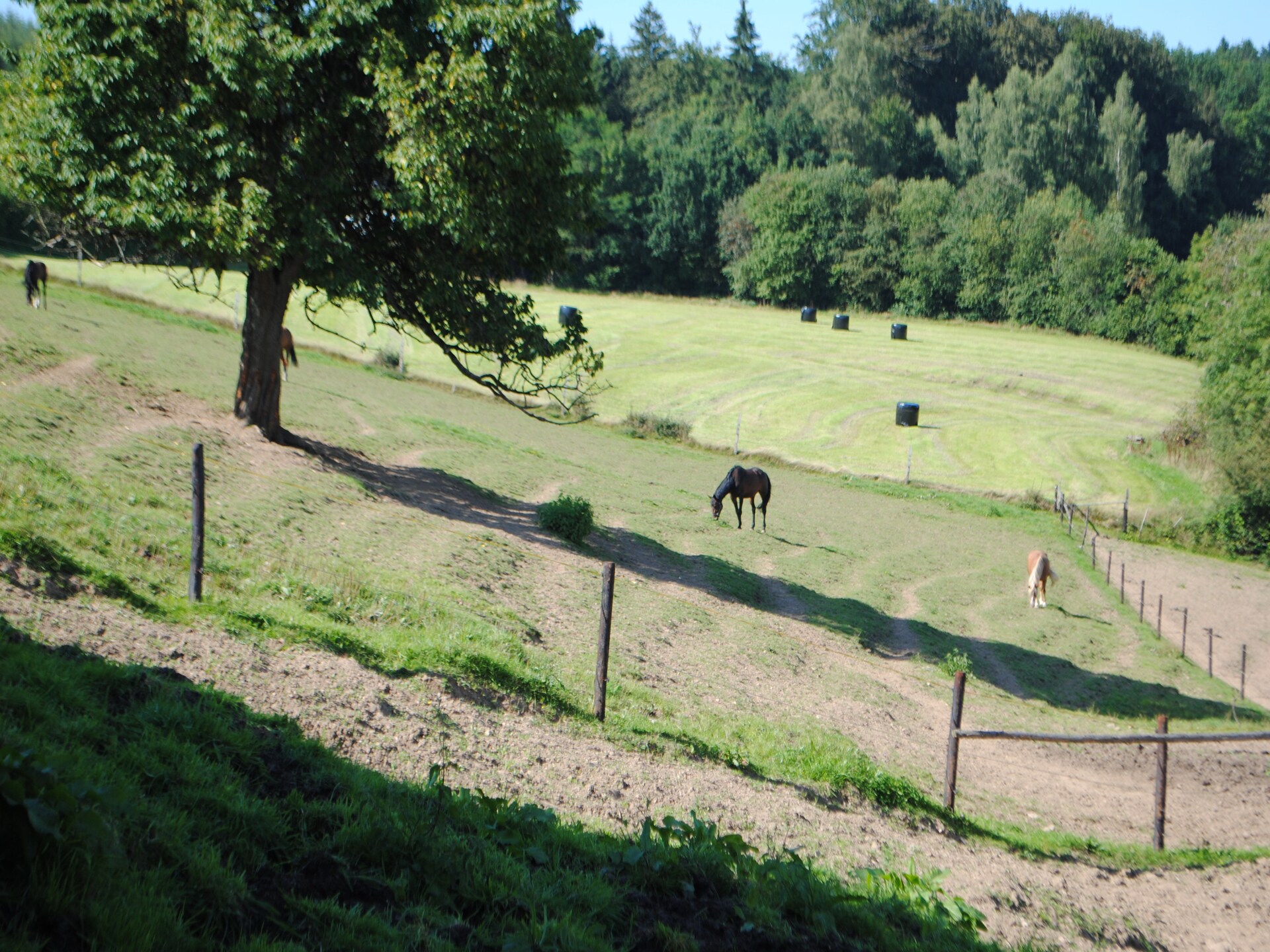 Knus verblijf voor 6 in de bossen bij Stavelot, vlakbij Spa-Francorchamps - foto 32