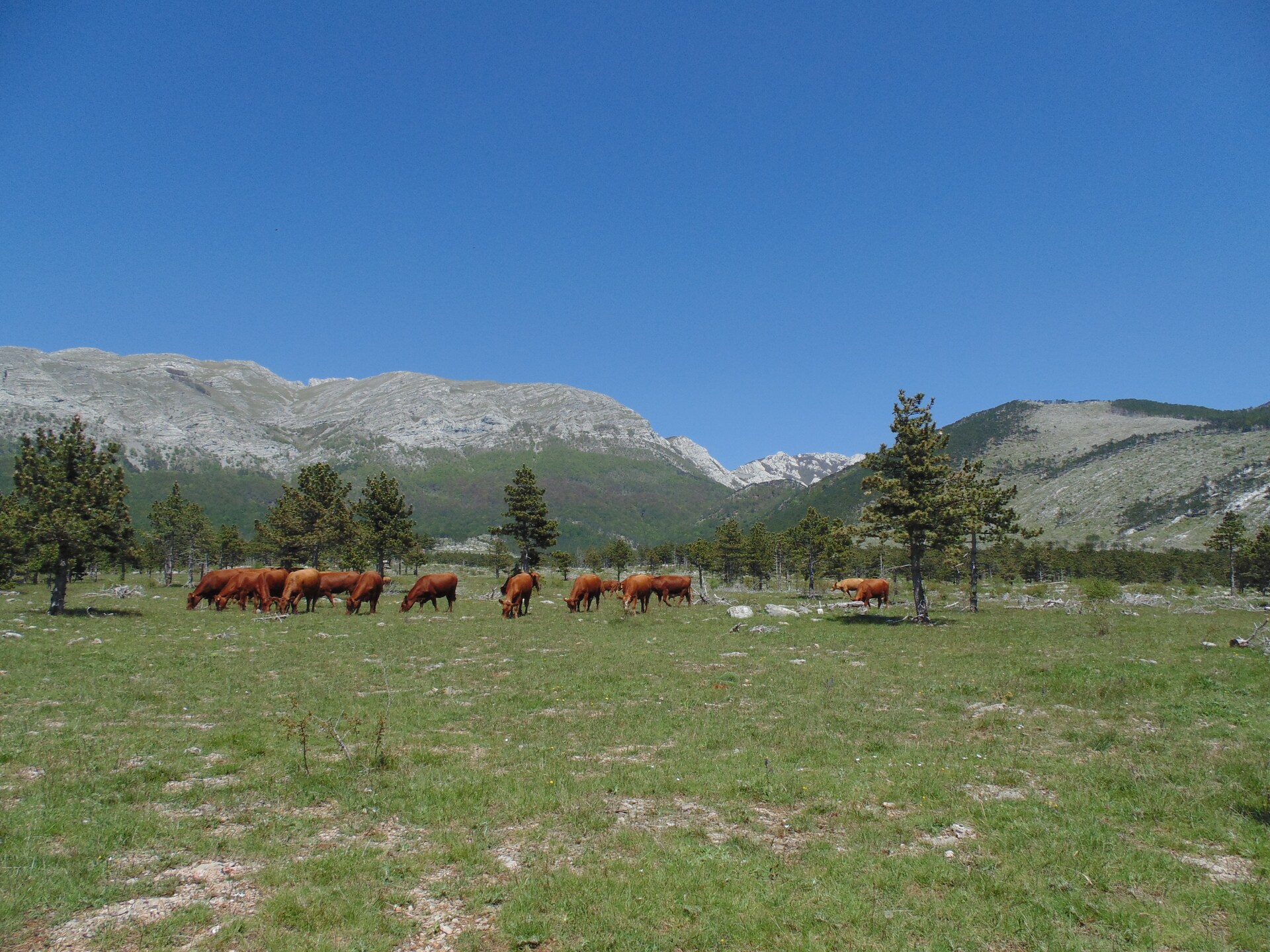 Stenen vakantiehuis aan de rand van Nationaal Park Paklenica - foto 29