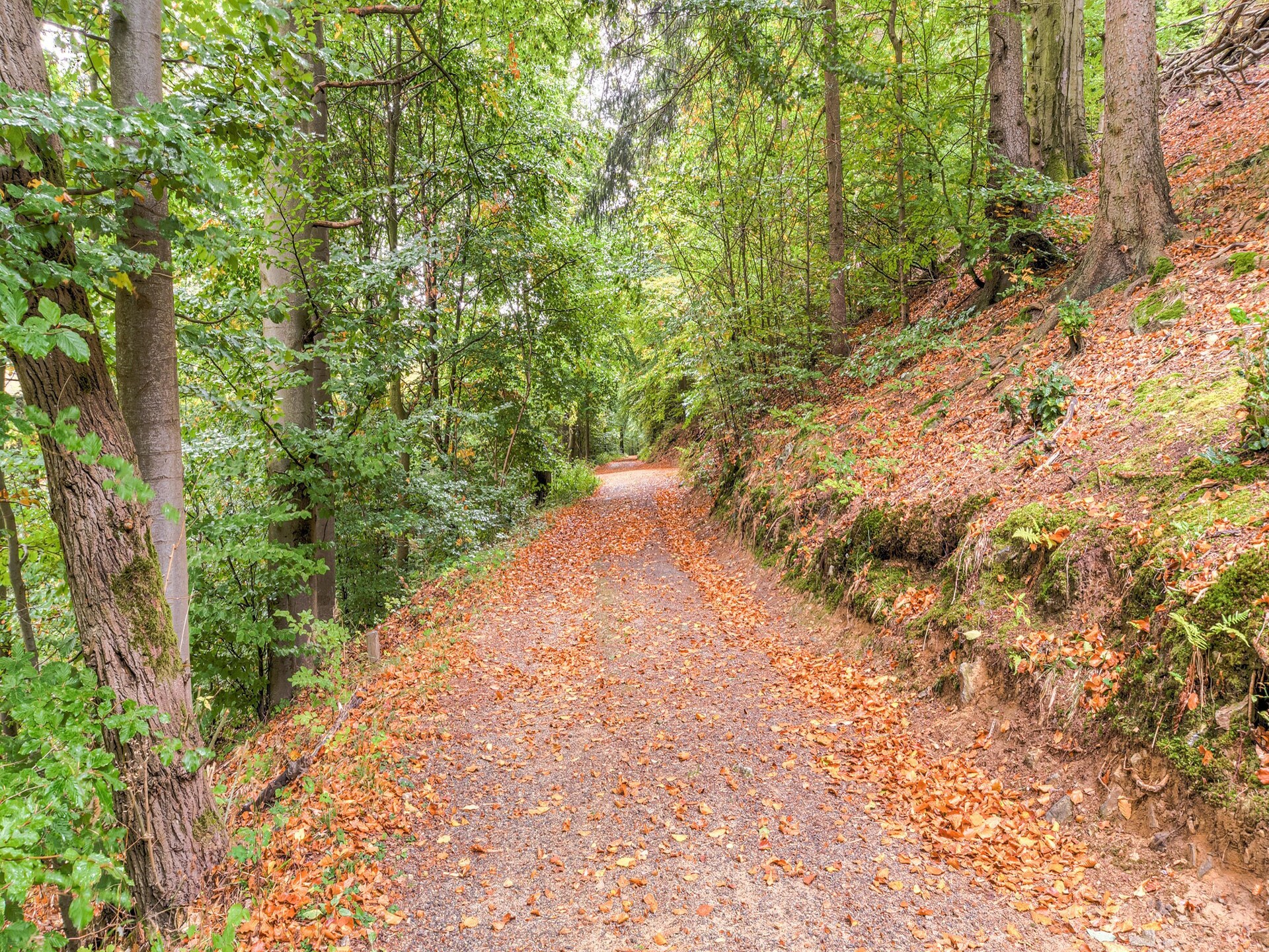 Historisch boshuis in de Harz: rust, natuur en avontuur bij Bad Harzburg - foto 30