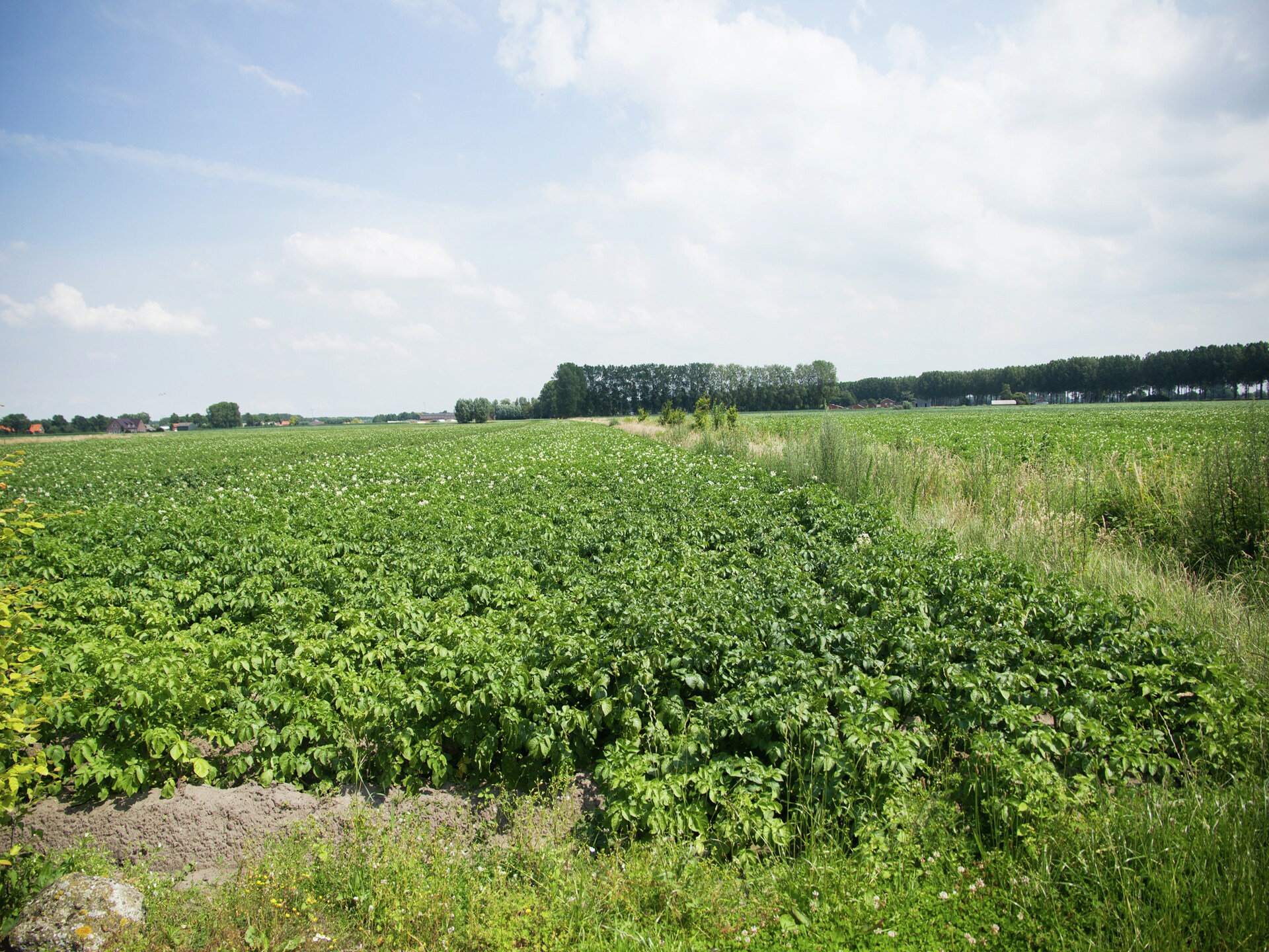 De Biezenknop: rustig vakantiehuis met golfbaan in Zeeuws-Vlaanderen - foto 29