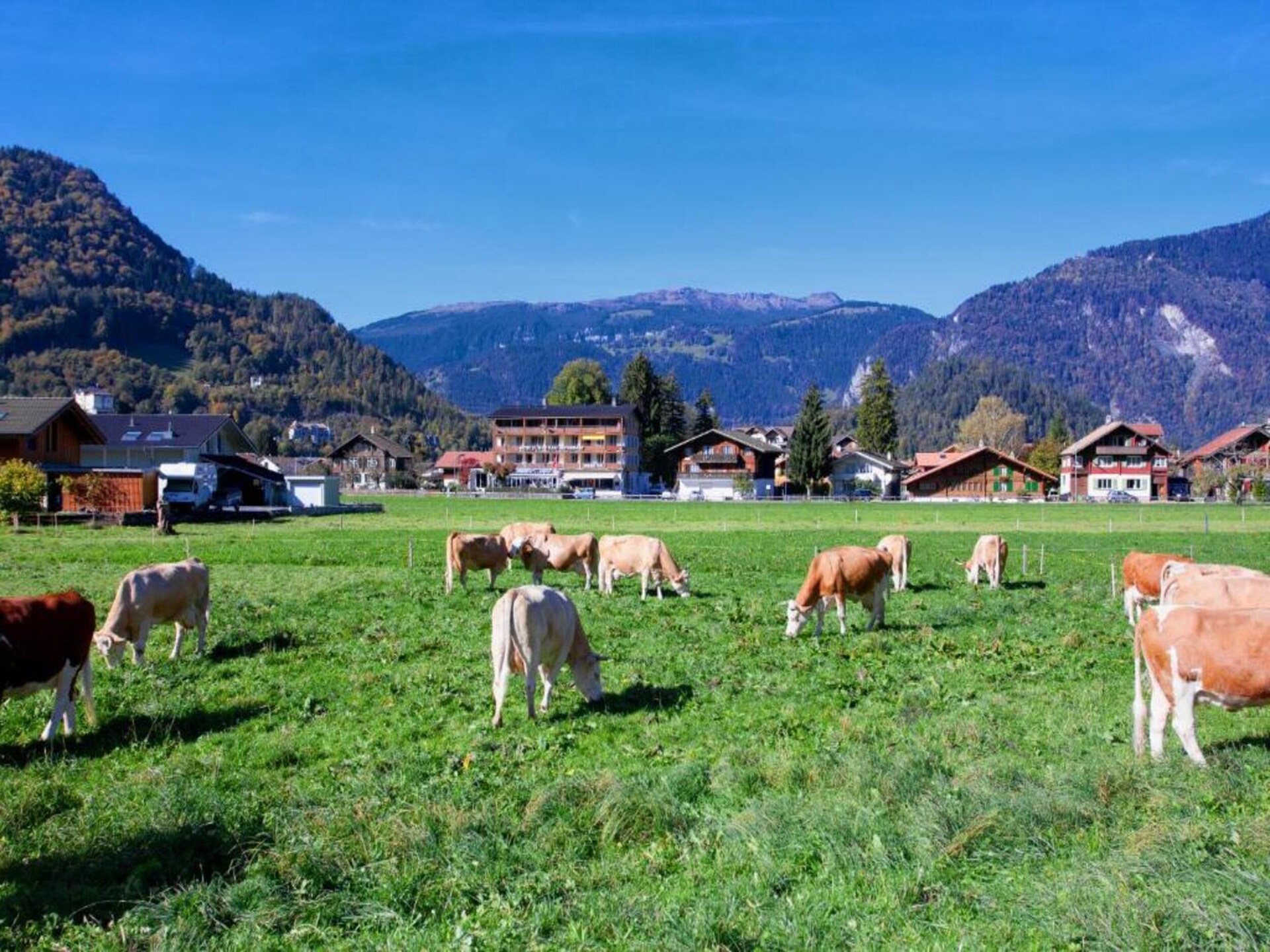 Alpenrust in Wilderswil: knus chalet met uitzicht op Jungfrau en Mönch - foto 25