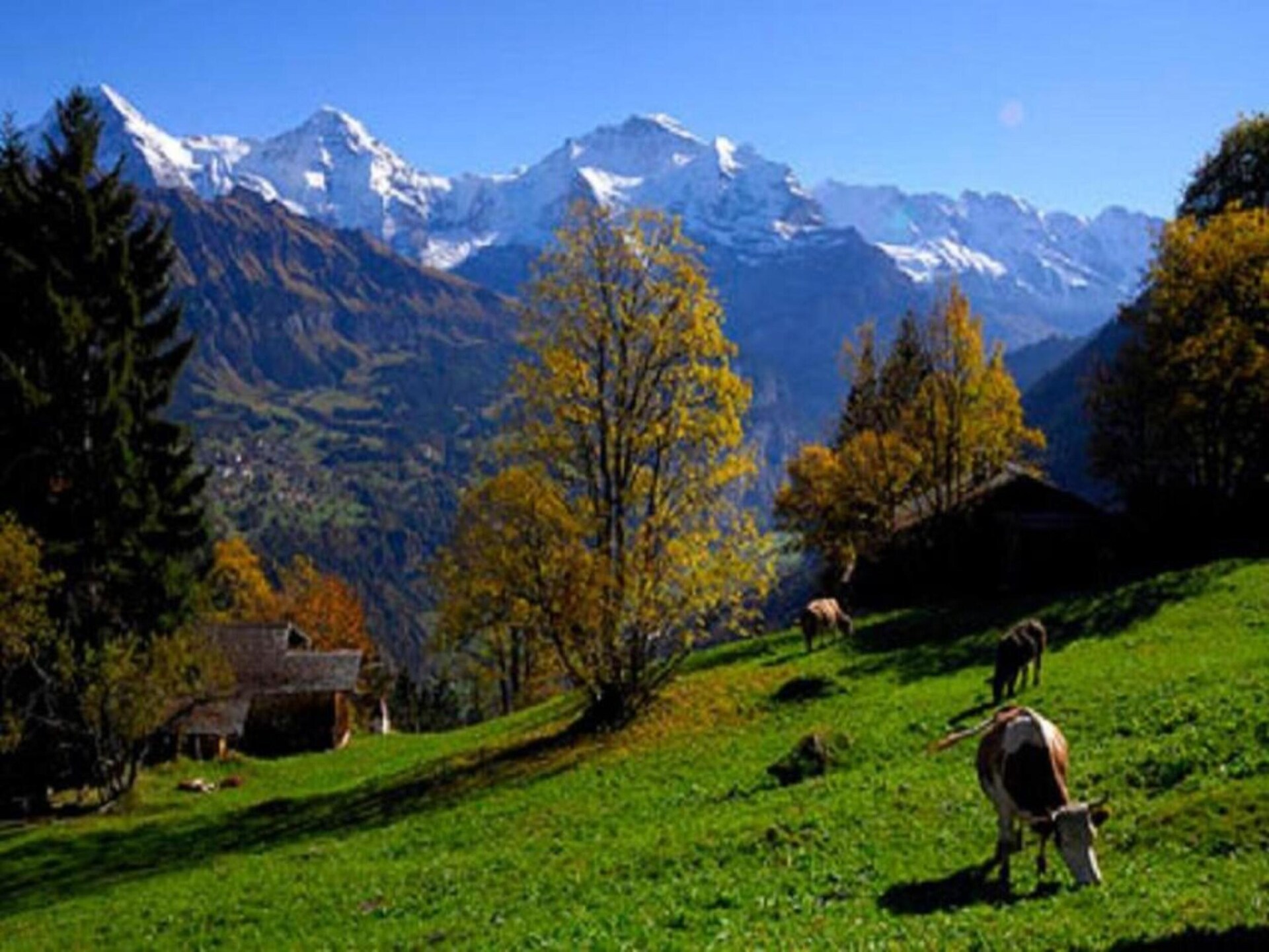 Alpenrust in Wilderswil: knus chalet met uitzicht op Jungfrau en Mönch - foto 37