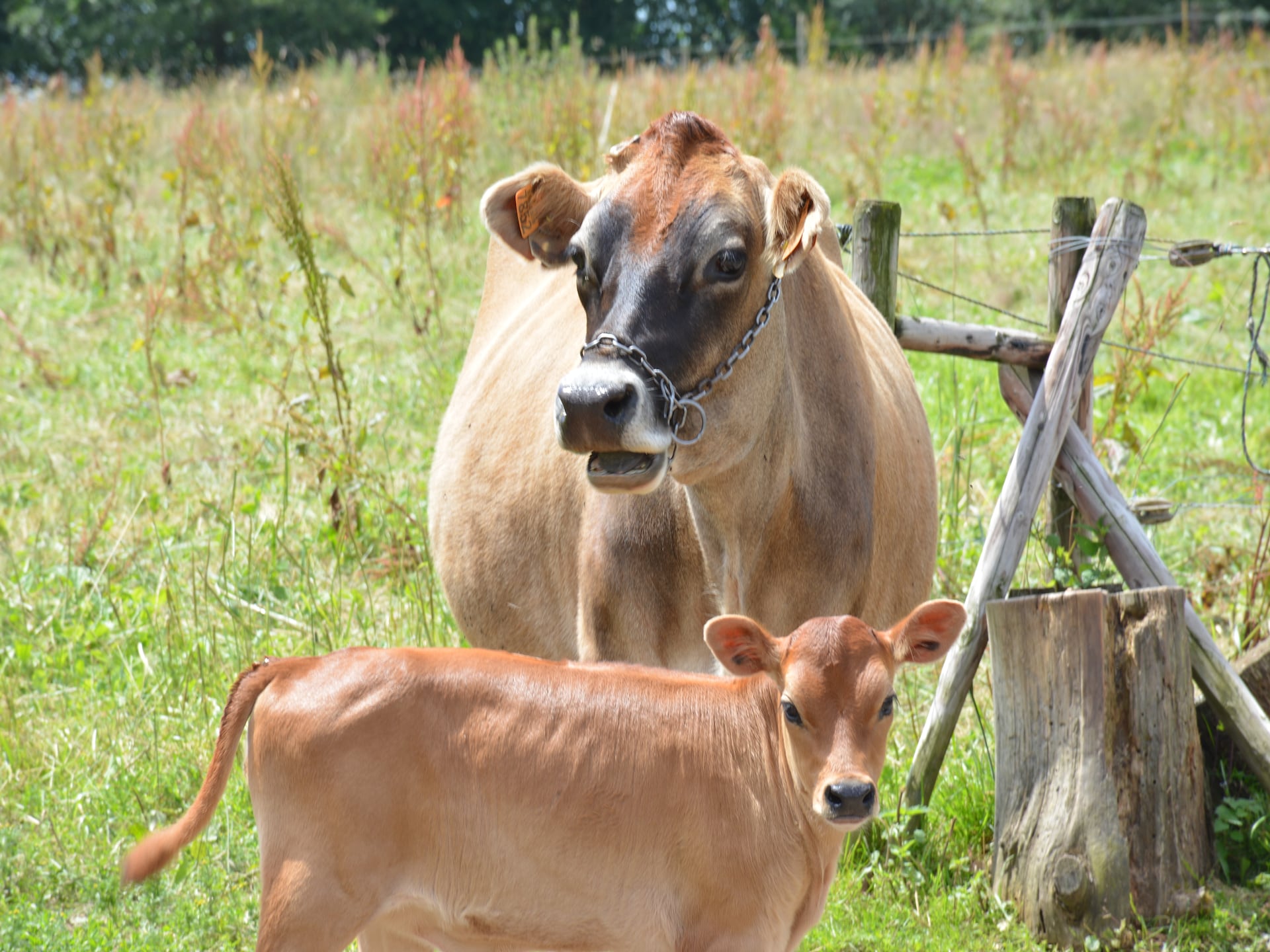 7-persoons boerderij met golfbaan op 500 m in Montleban - Gouvy - foto 38