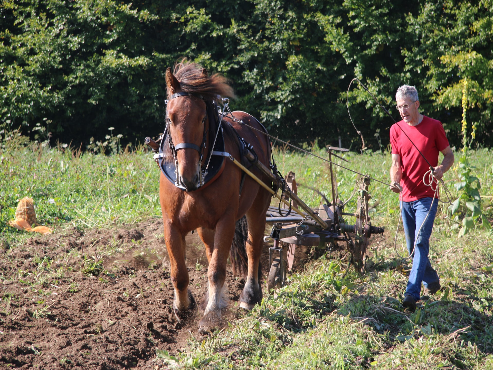 7-persoons boerderij met golfbaan op 500 m in Montleban - Gouvy - foto 39
