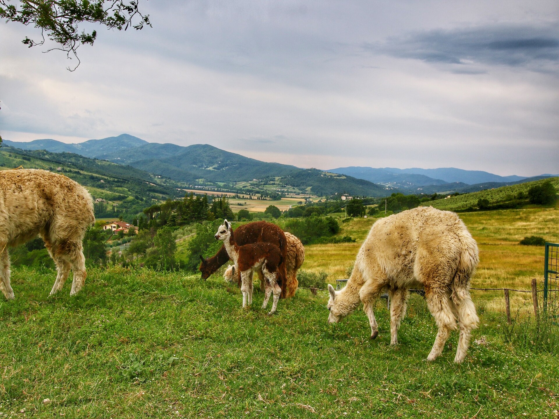 Rustieke boerderij met alpaca's en panoramisch uitzicht bij Umbertide - foto 36