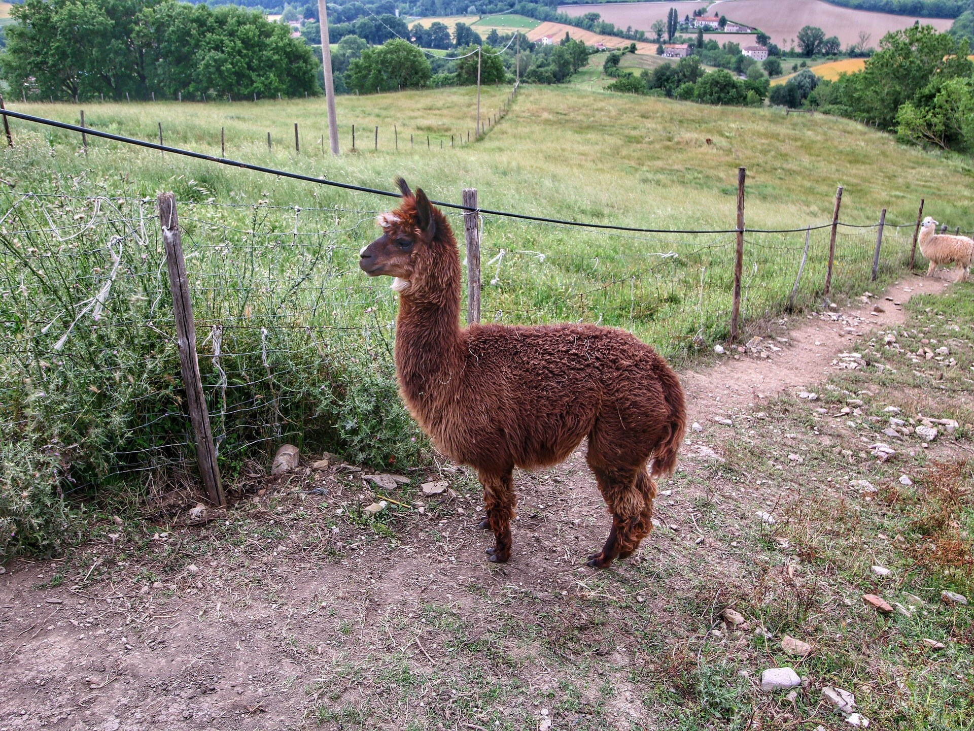 Rustieke boerderij met alpaca's en panoramisch uitzicht bij Umbertide - foto 38