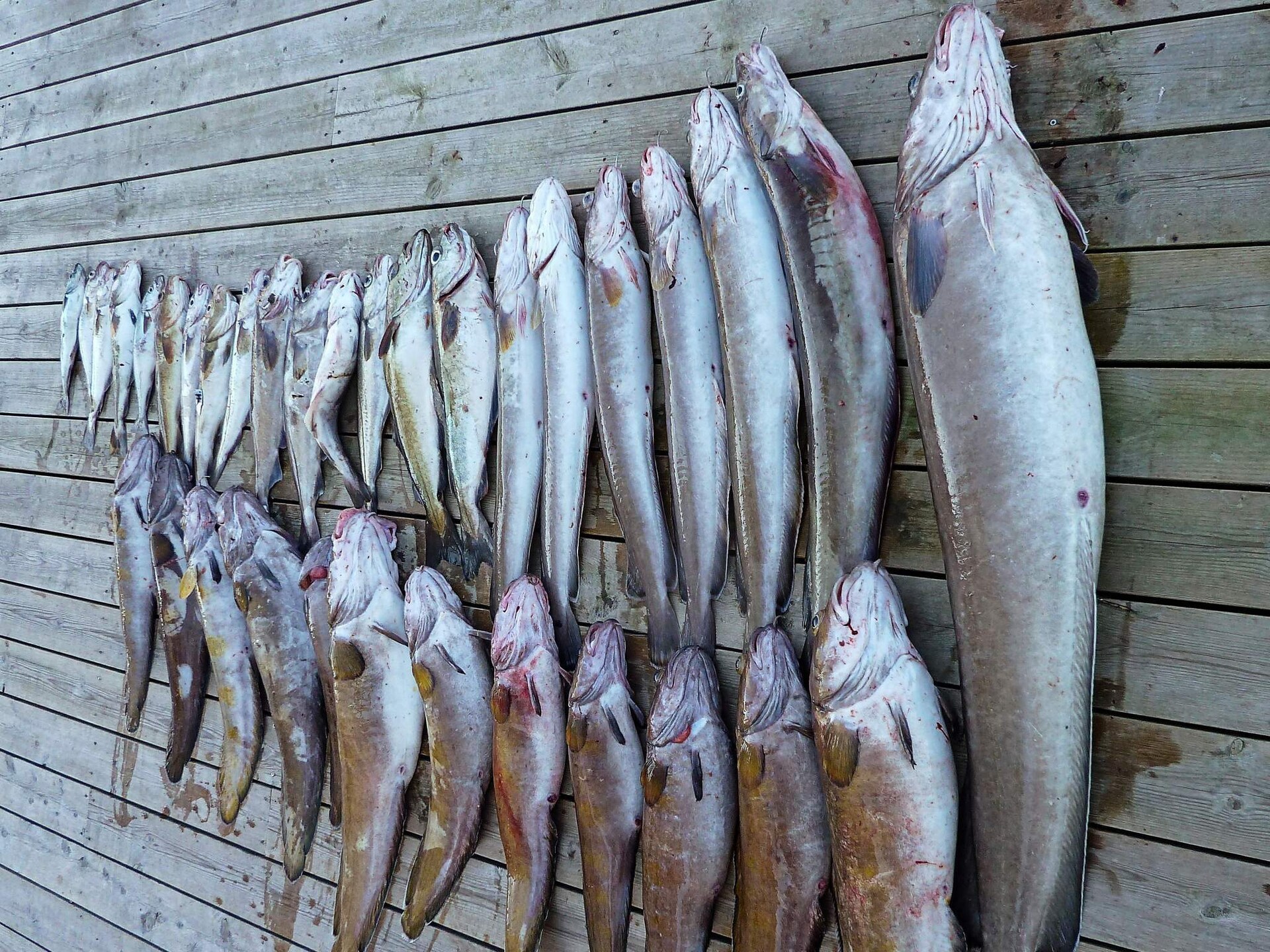 Lichtrijk vakantiehuis direct aan de fjord in Urangsvåg - foto 36