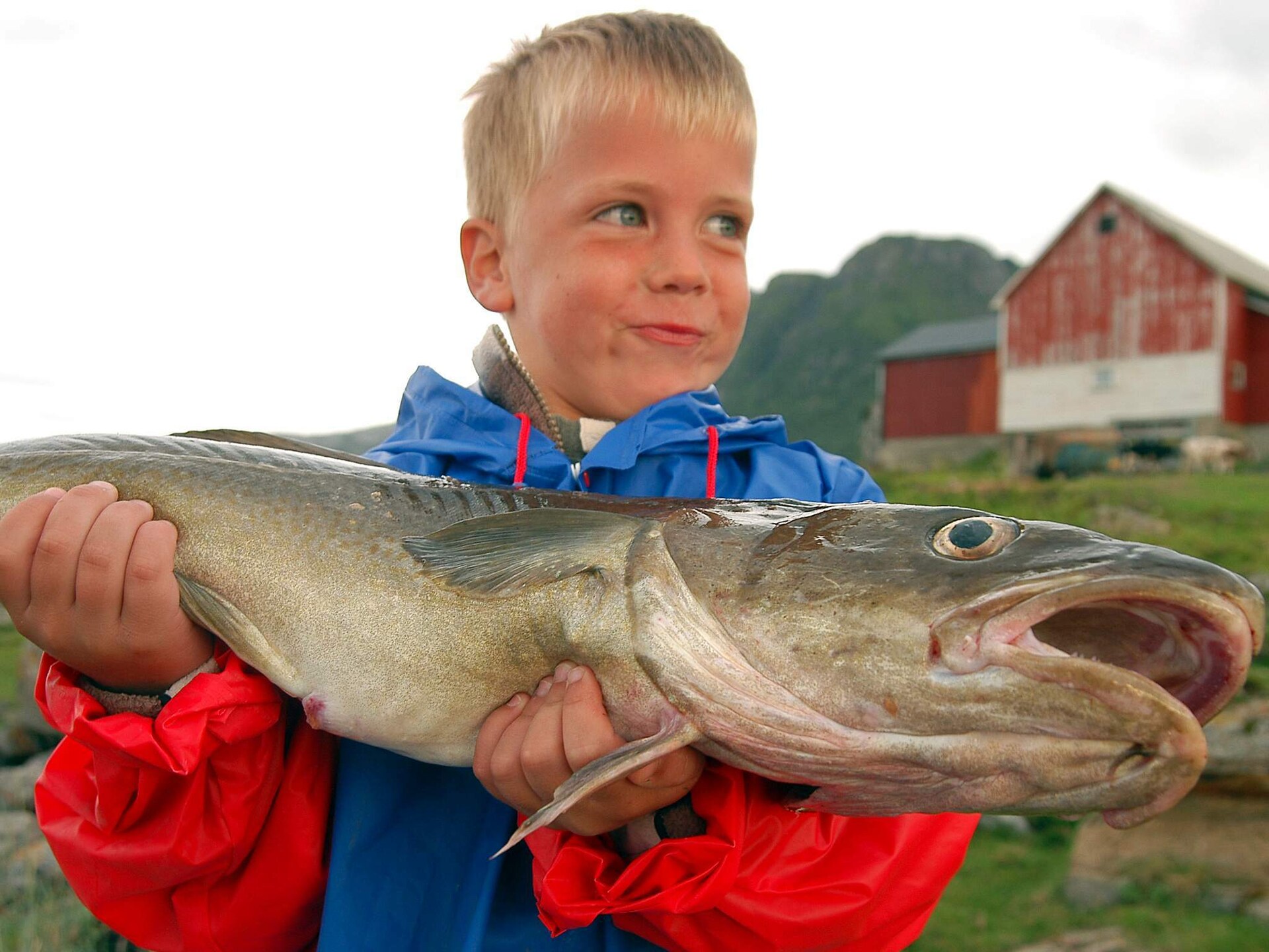 Eenvoudig vakantiehuis aan meer Skarsvatnet met boot en uitzicht op Åmøya - foto 19
