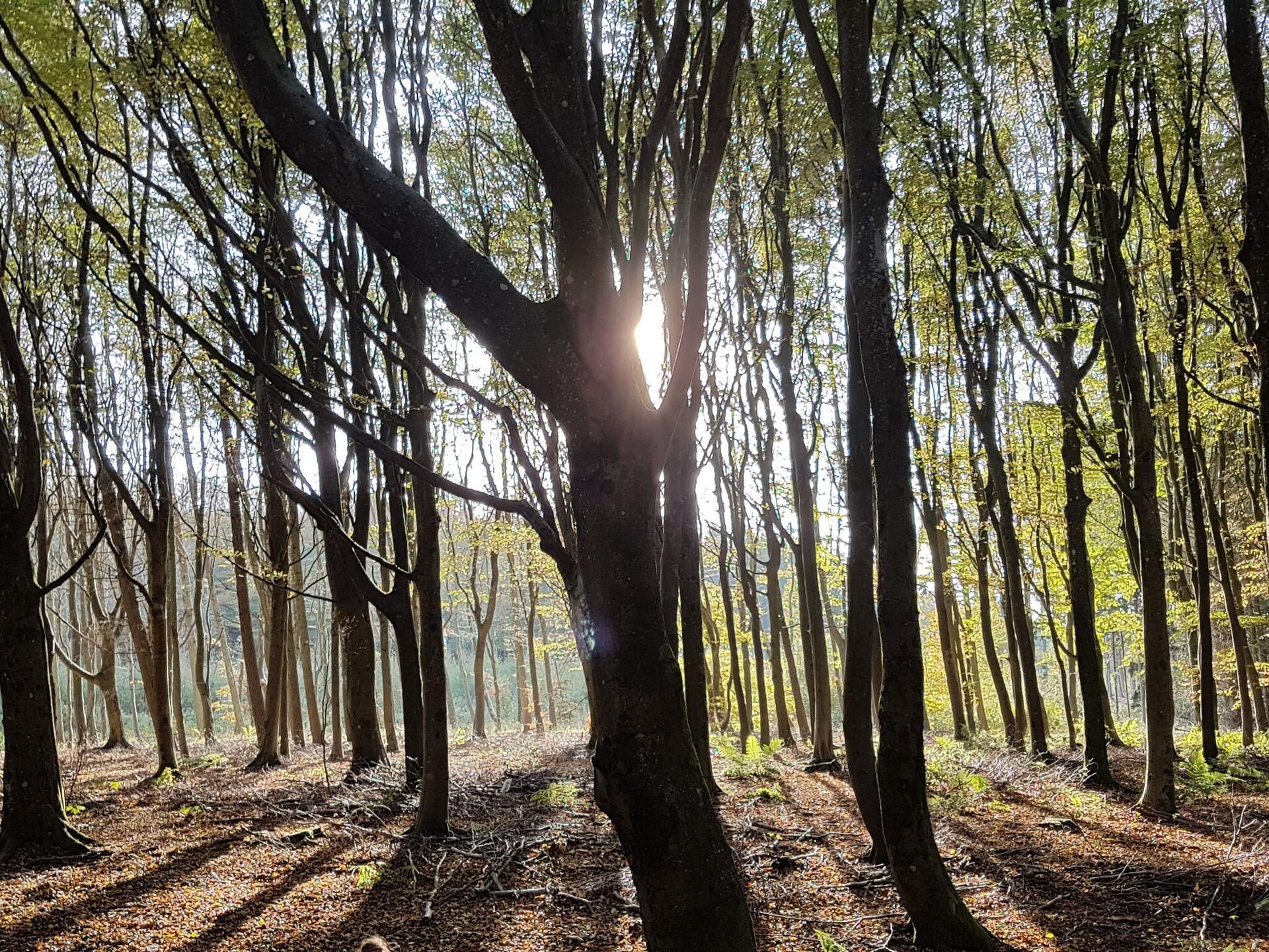 Licht vakantiehuis in Blokhus grenzend aan natuurgebied - foto 4