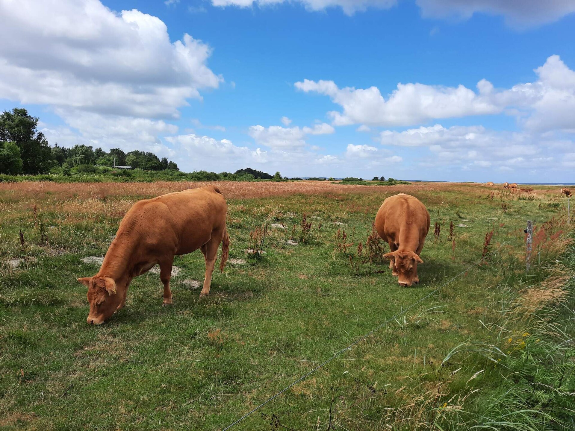 Vrijstaand vakantiehuis op 2500m² natuurdomein, 300m van de zee in Højslev - foto 9