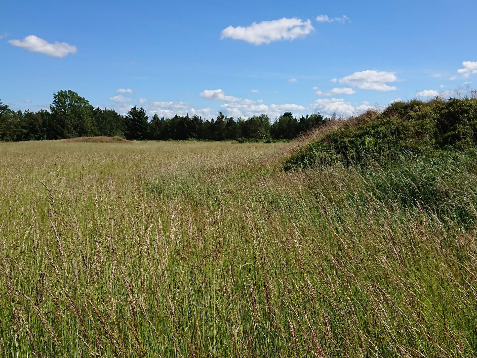 Vrijstaand vakantiehuis op 2500m² natuurdomein, 300m van de zee in Højslev - foto 10