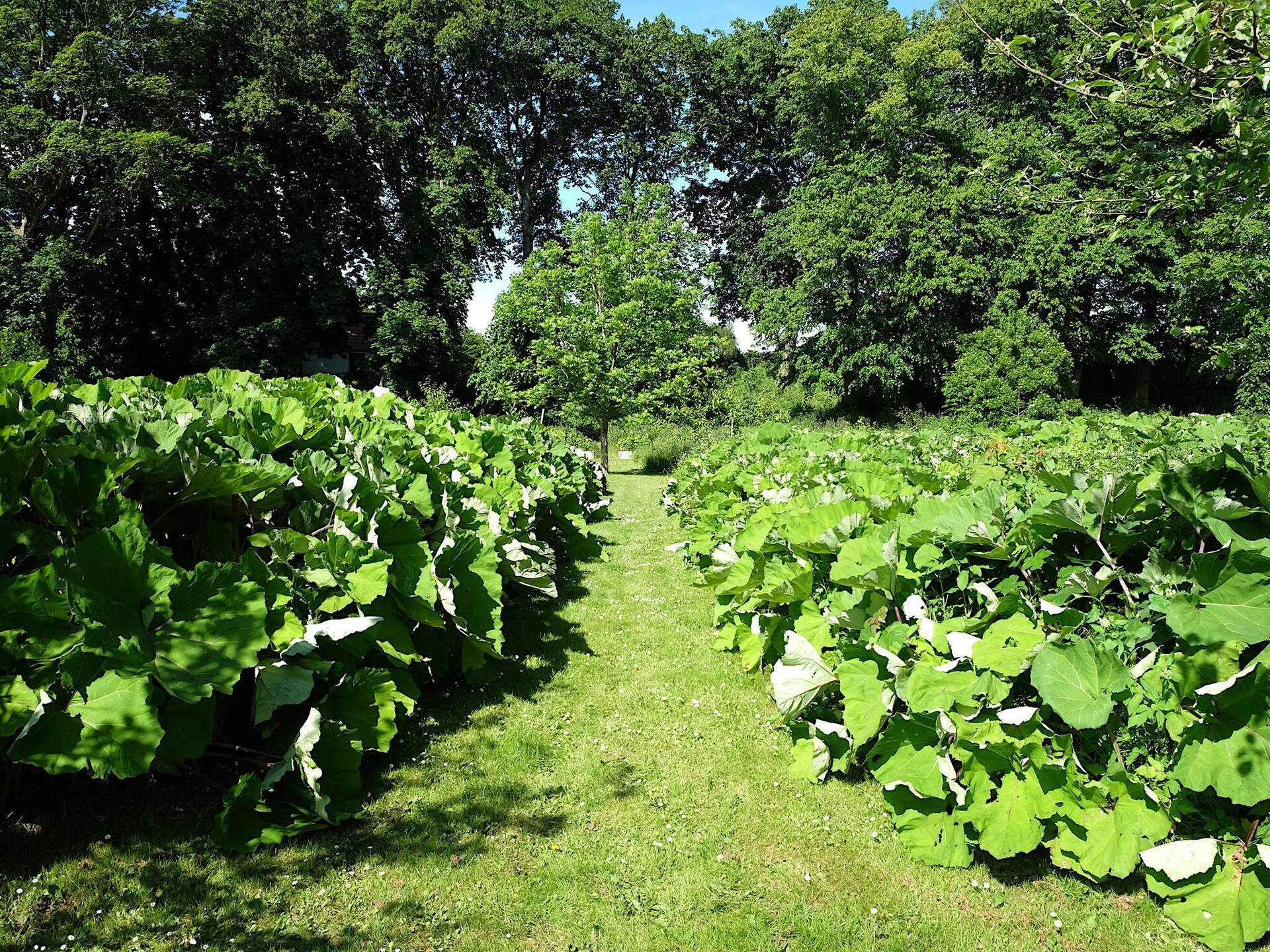 Vrijstaand vakantiehuis op 2500m² natuurdomein, 300m van de zee in Højslev - foto 13