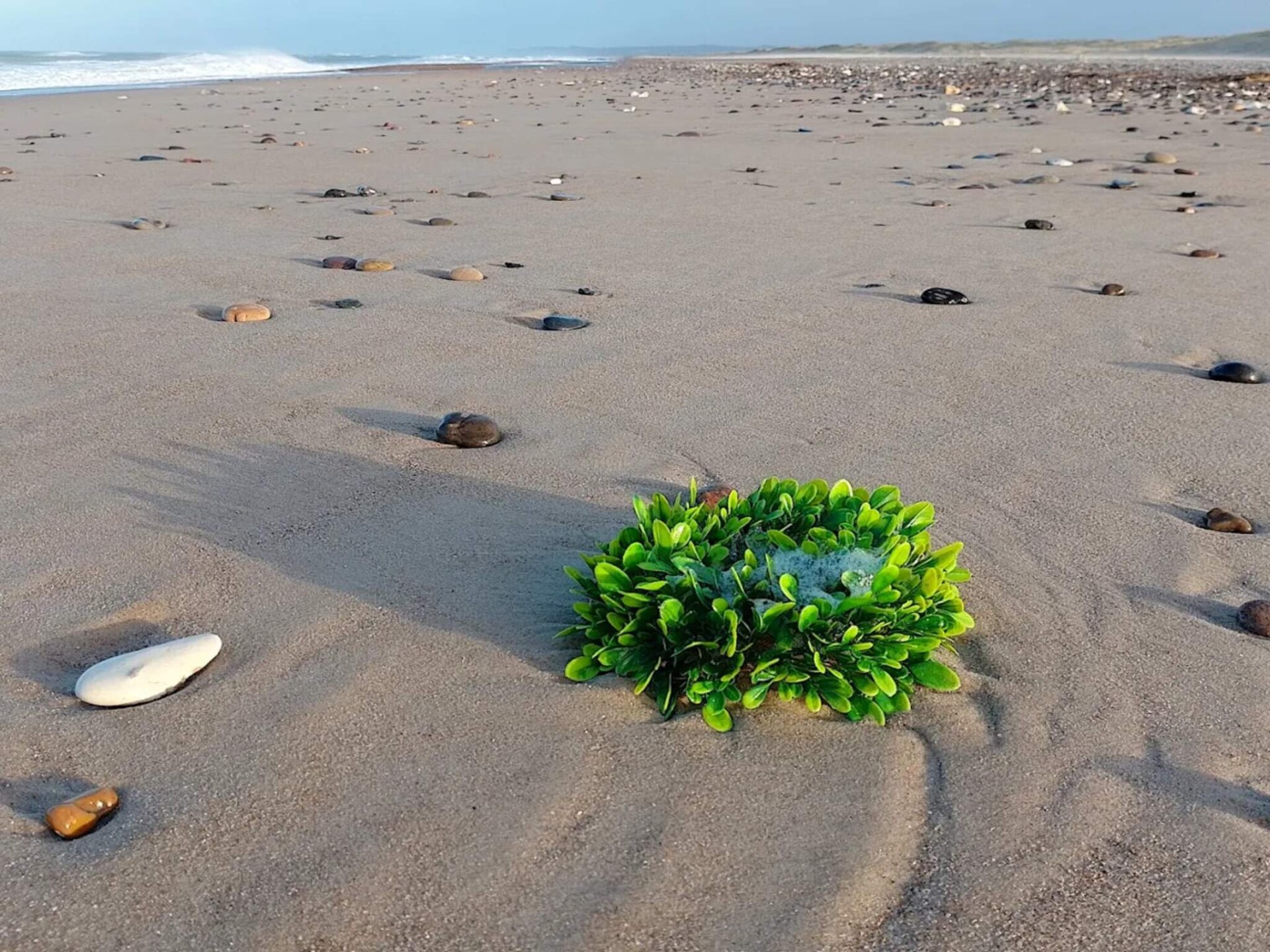 Gerenoveerd vakantiehuis met sauna en whirlpool op 350 meter van het strand - foto 14