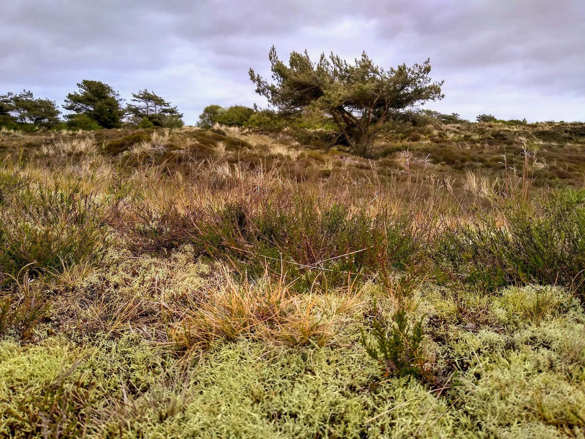 Knus vrijstaand vakantiehuis op Fanø, vlakbij zee en natuur - foto 8