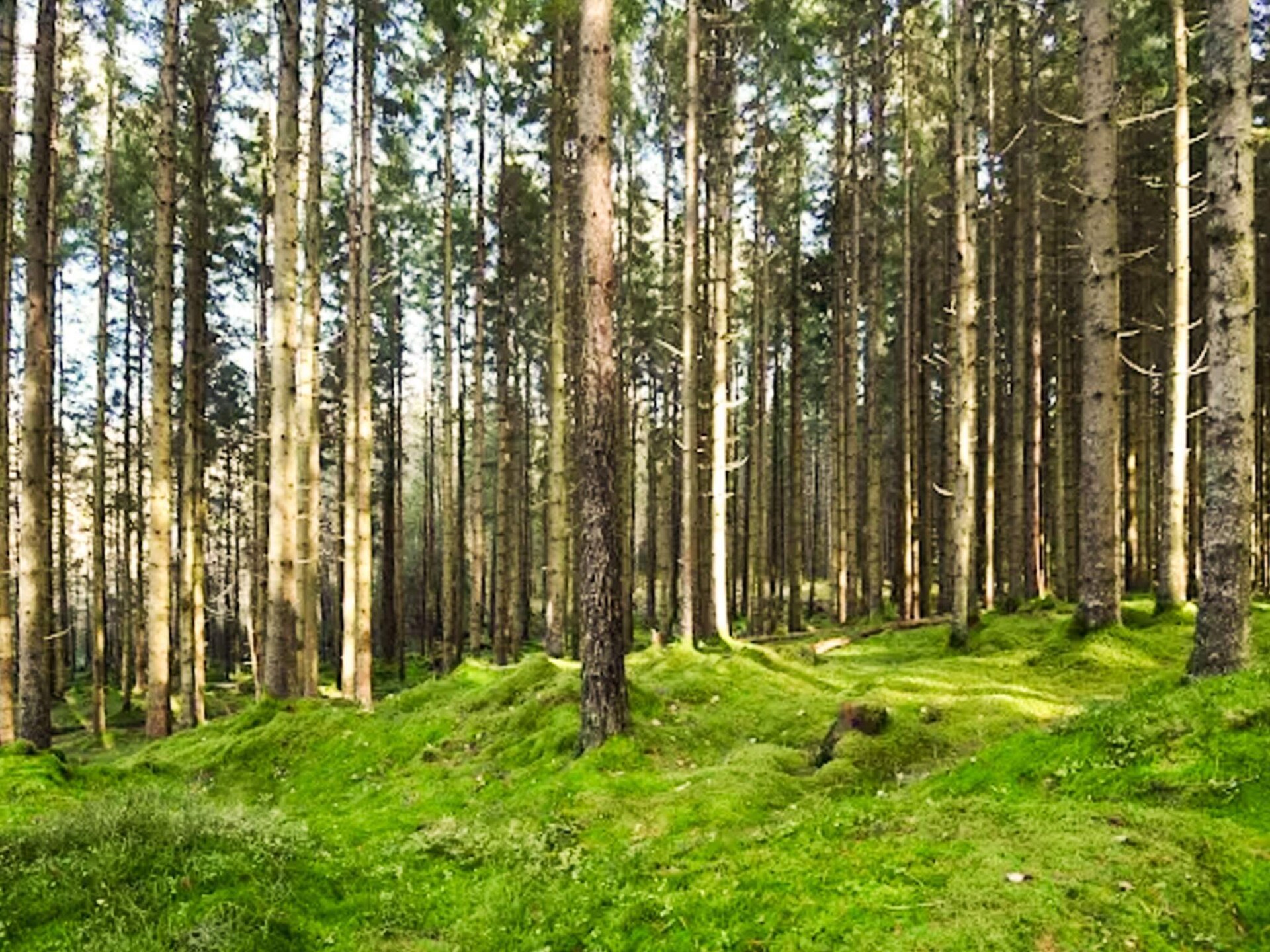 Sfeervol vakantiehuis met uitzicht op bos en meer nabij Borås - foto 13