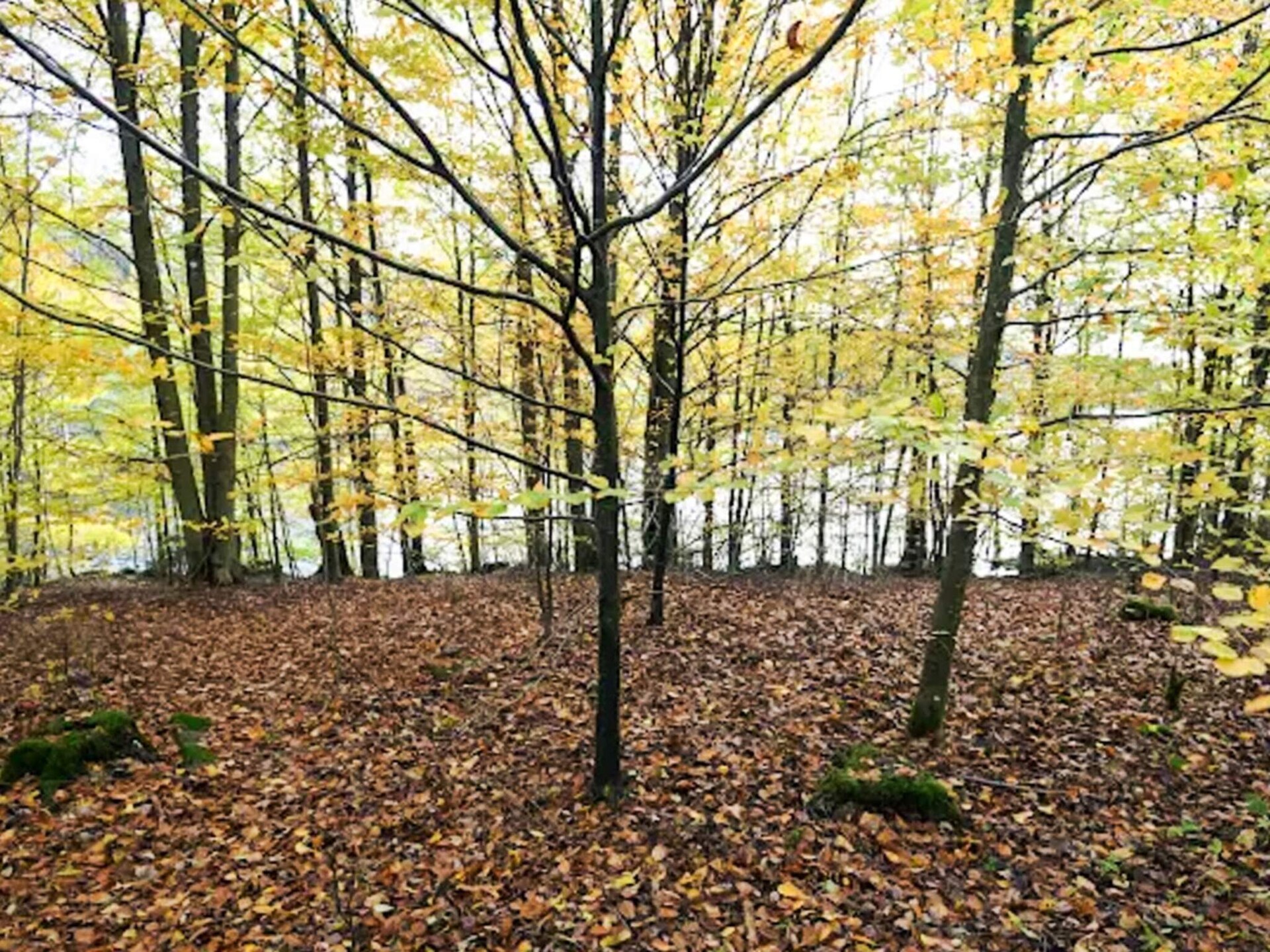 Sfeervol vakantiehuis met uitzicht op bos en meer nabij Borås - foto 14